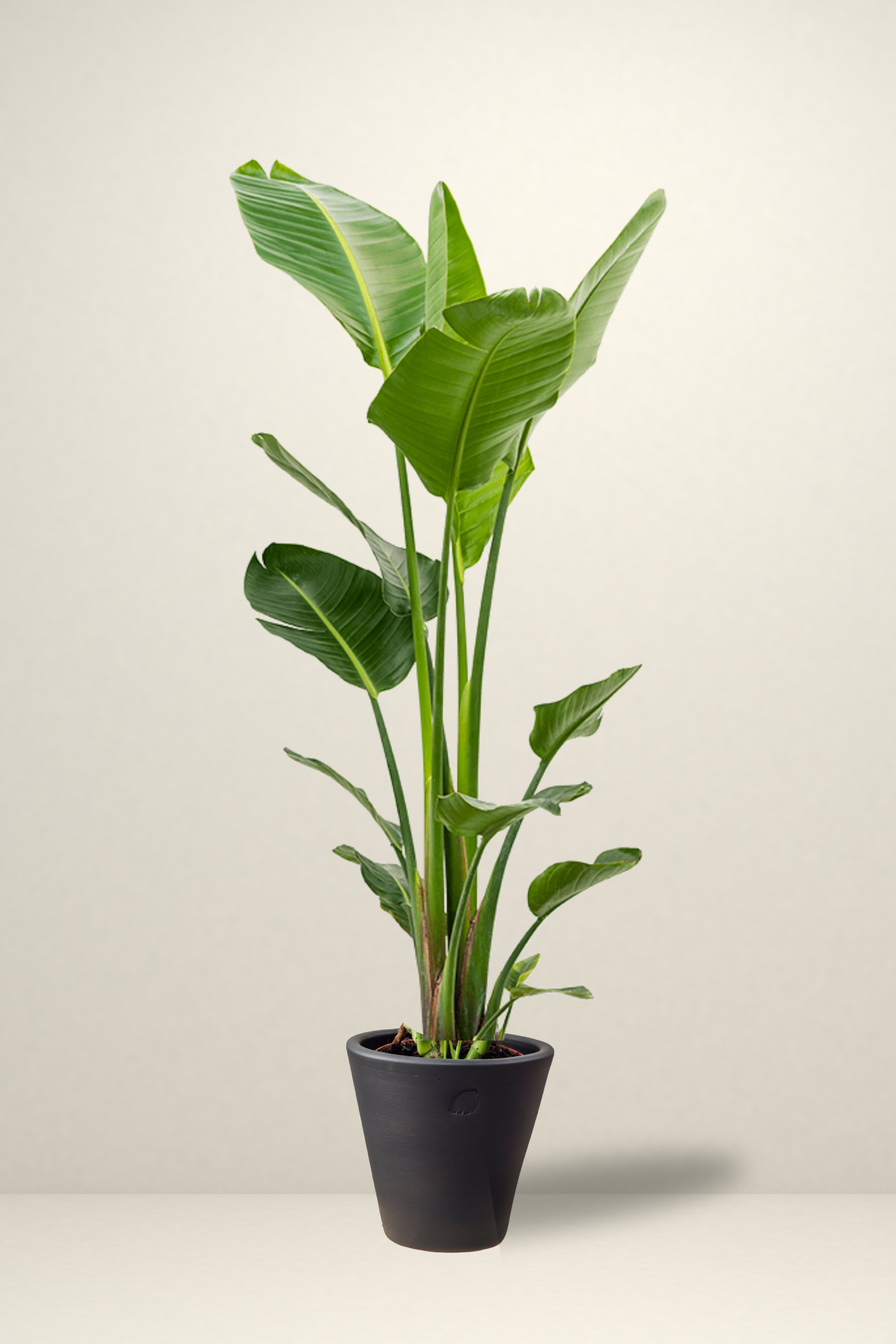 Star 2 Rooted