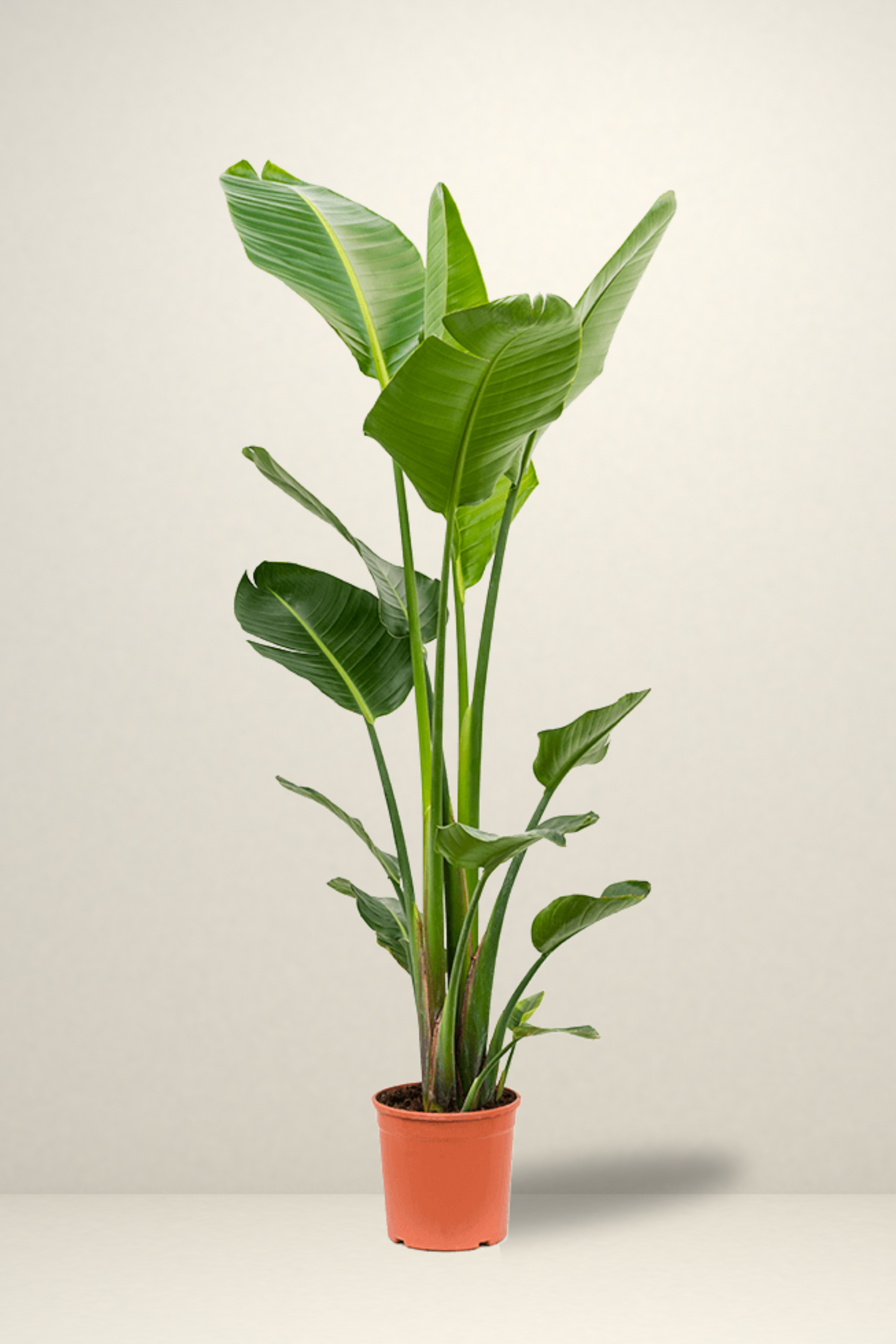 Star 2 Rooted