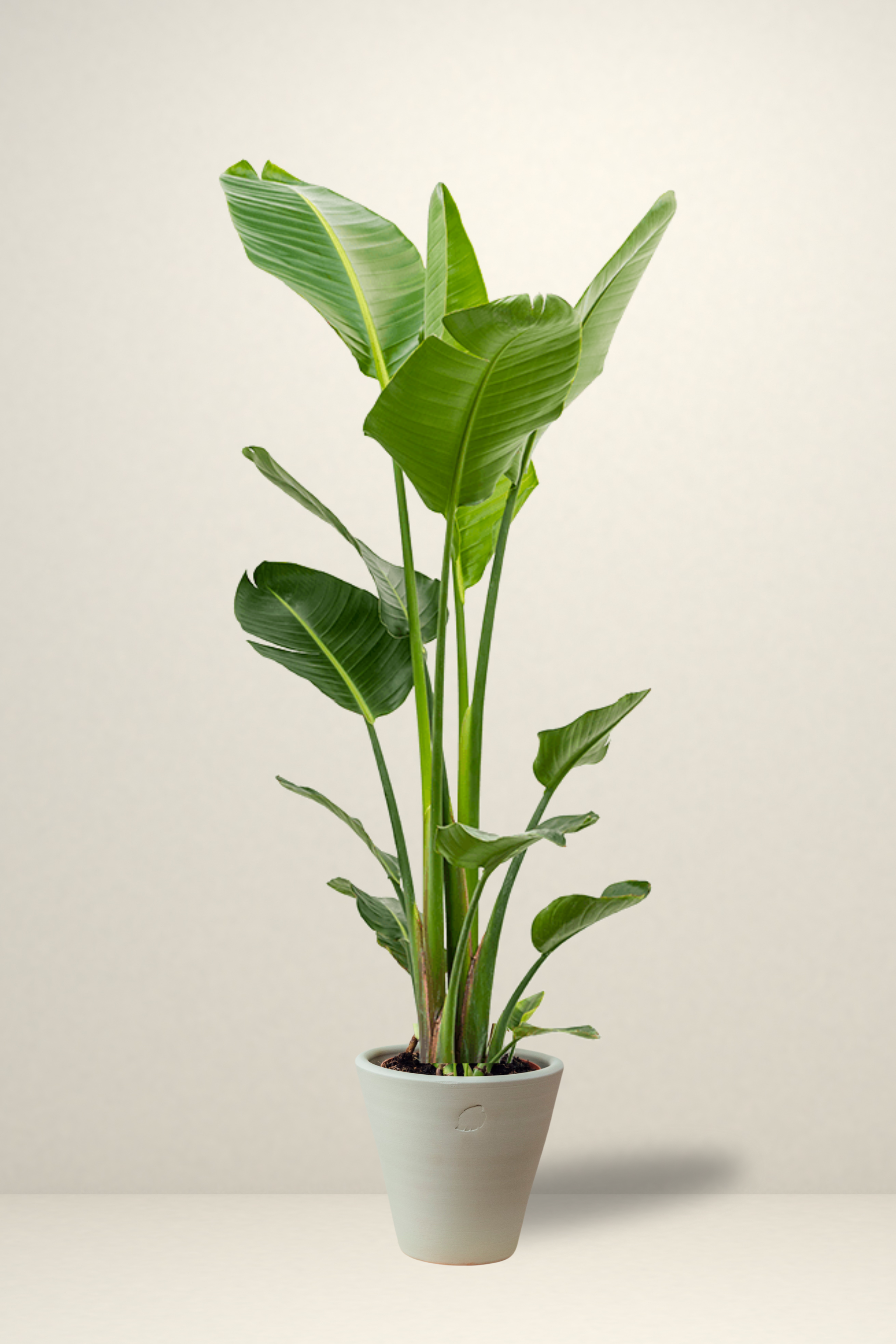 Star 2 Rooted