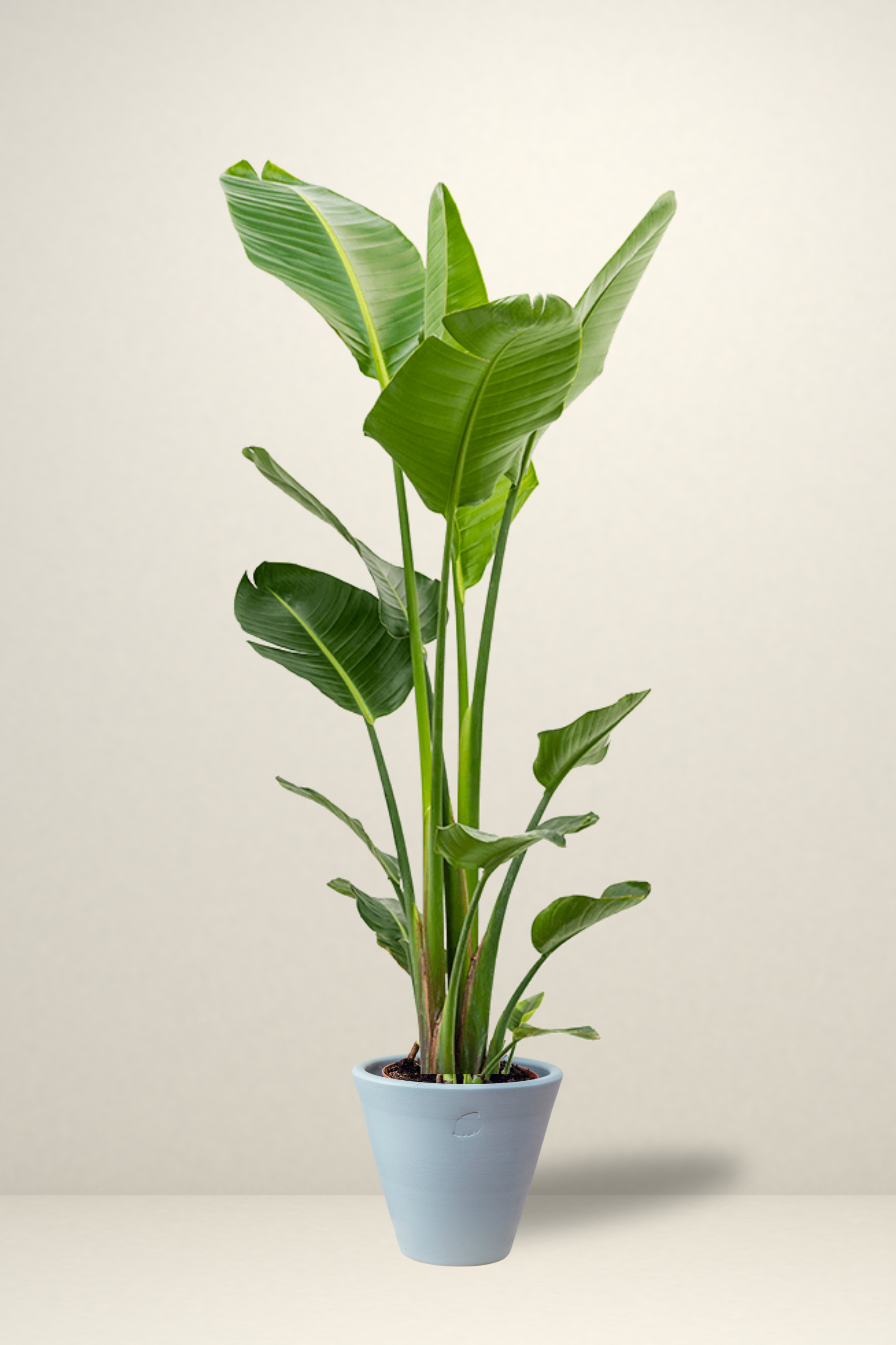 Star 2 Rooted
