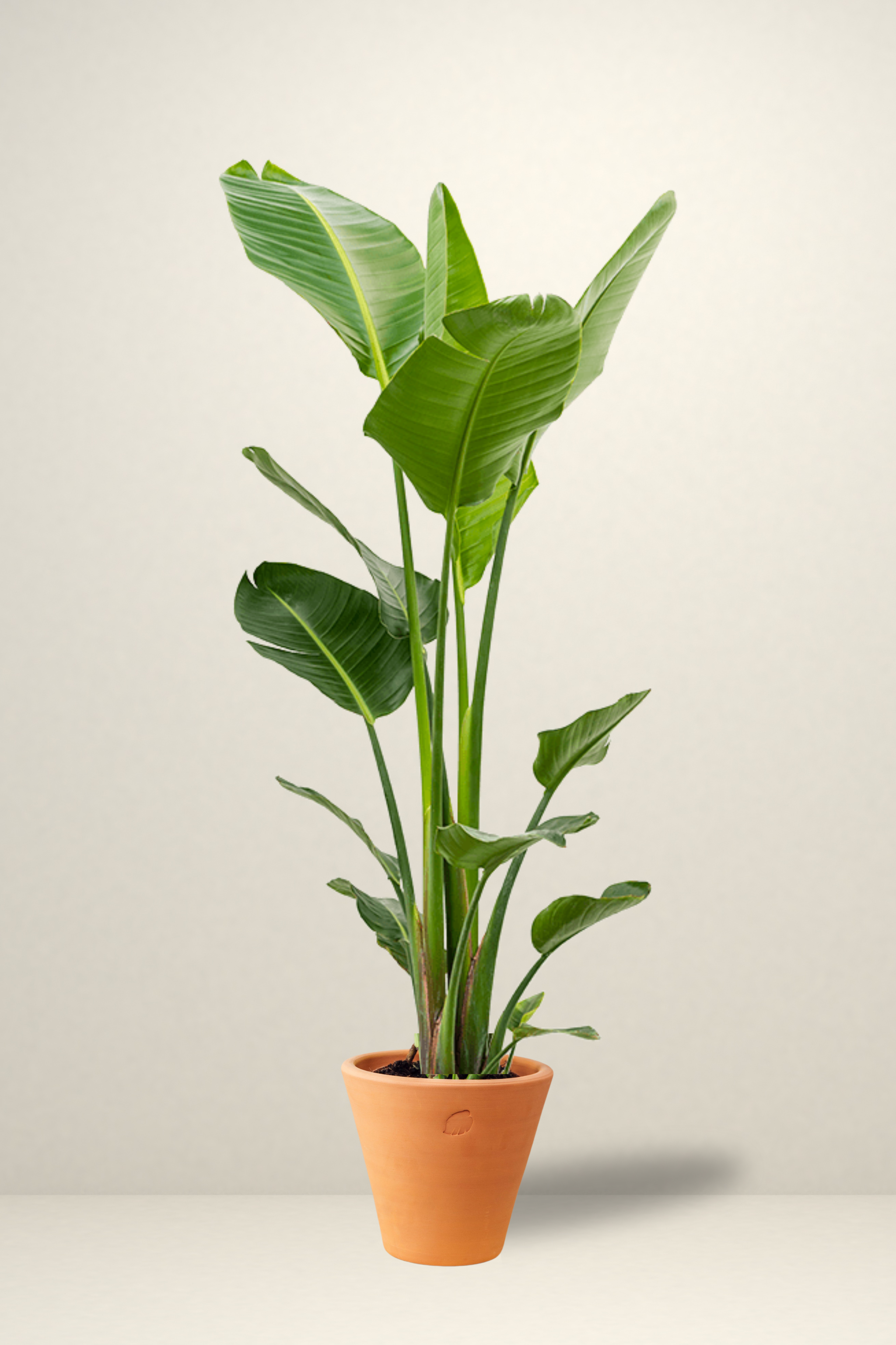 Star 2 Rooted