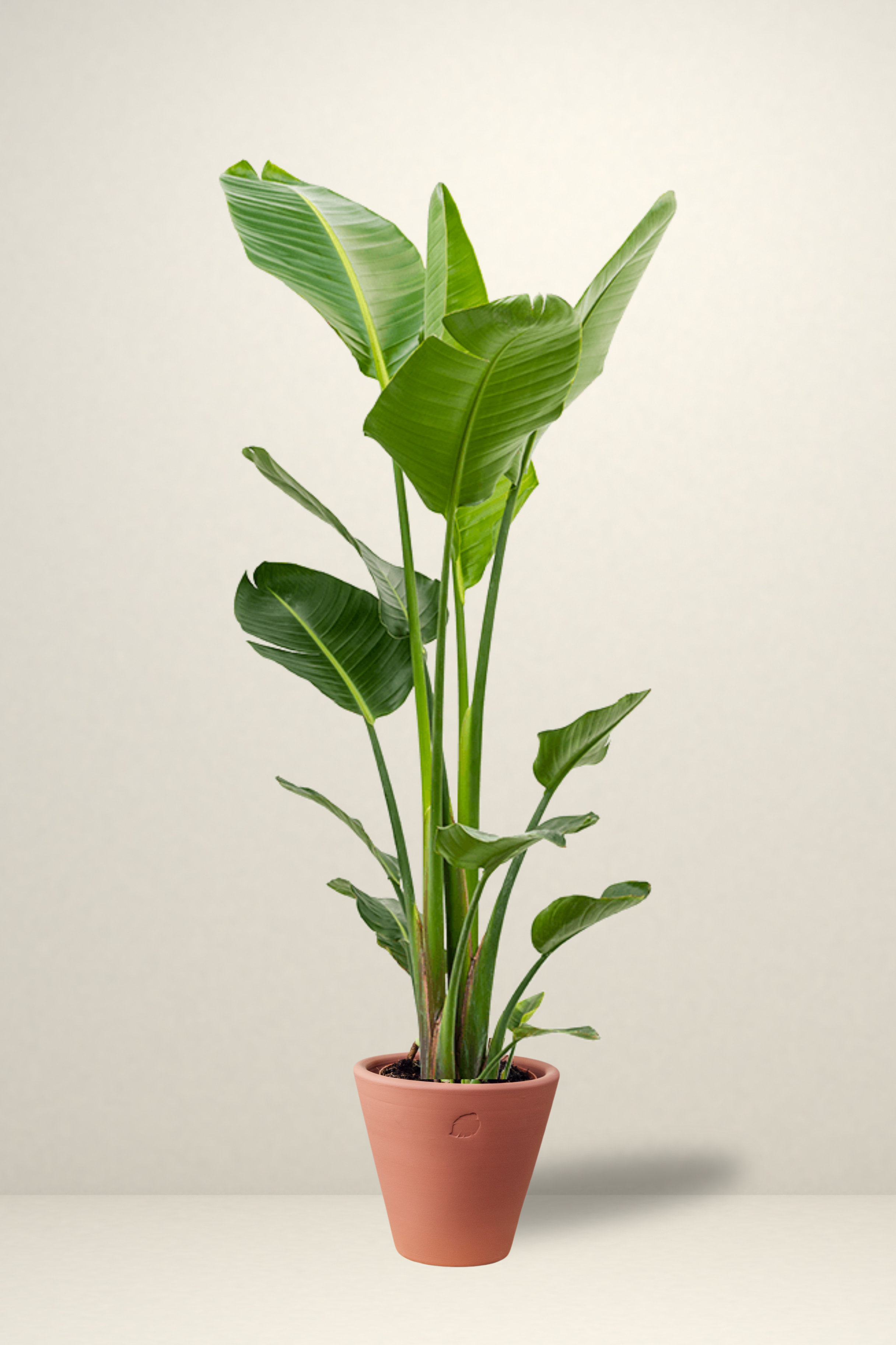 Star 2 Rooted
