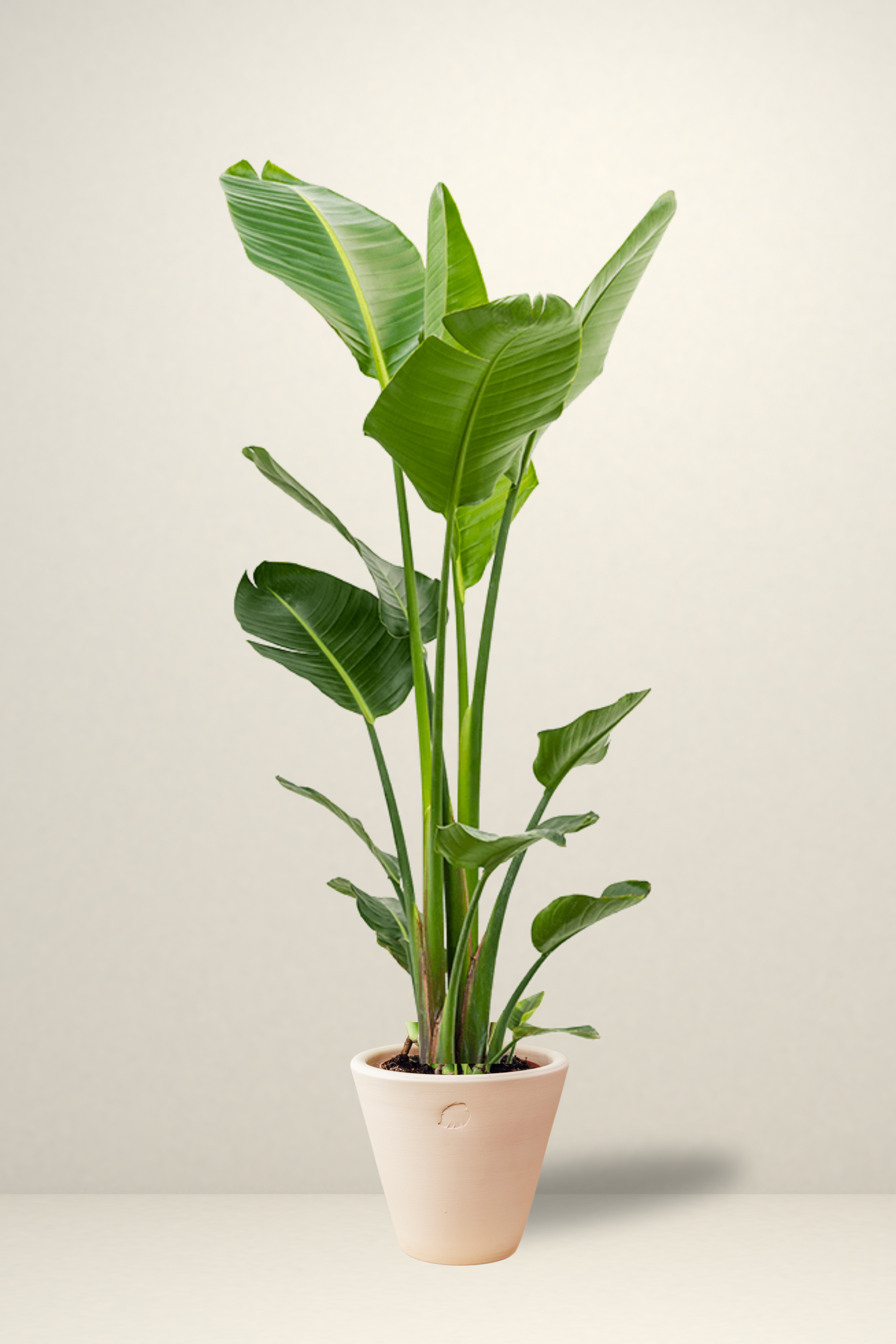 Star 2 Rooted