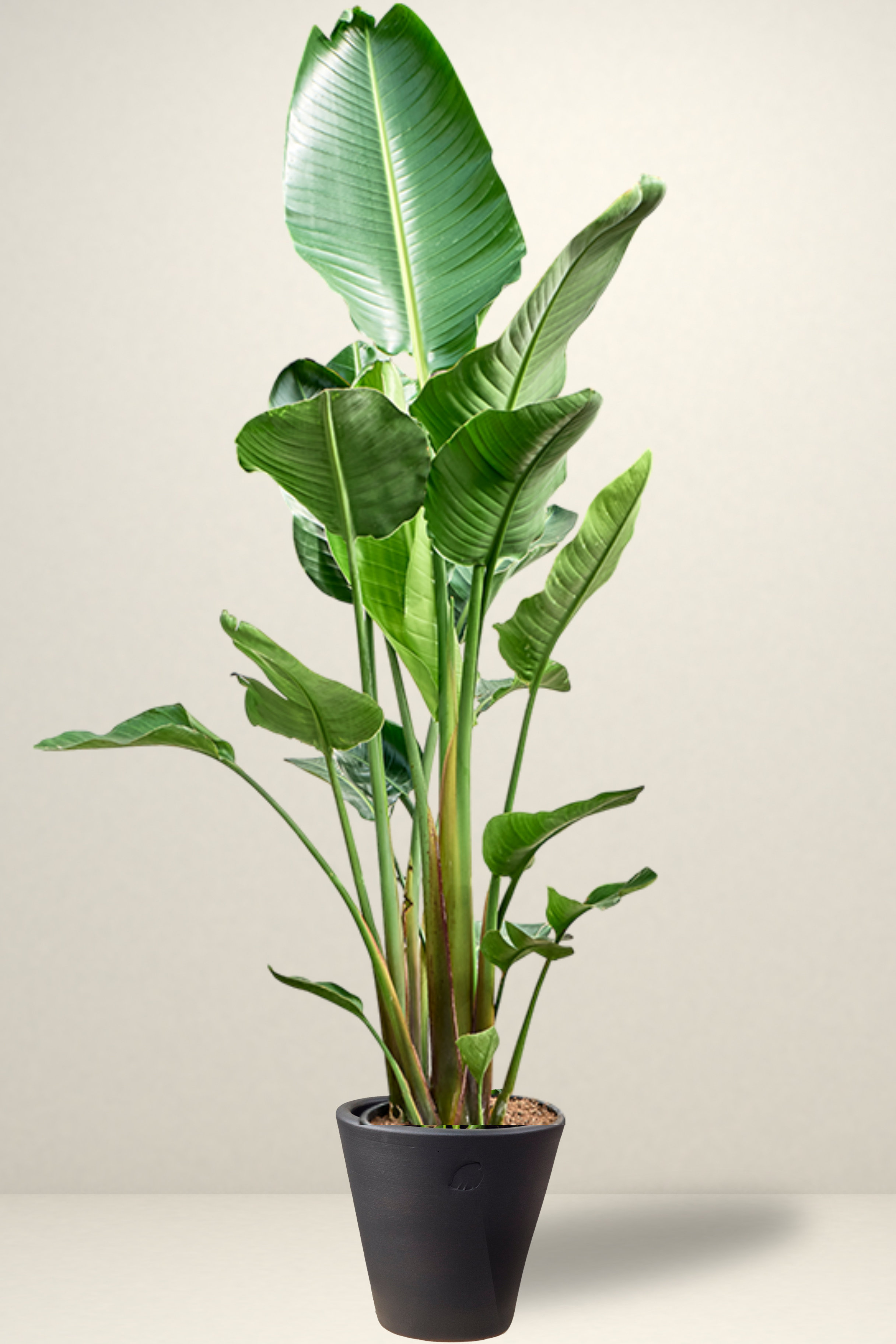 Star 2 Rooted