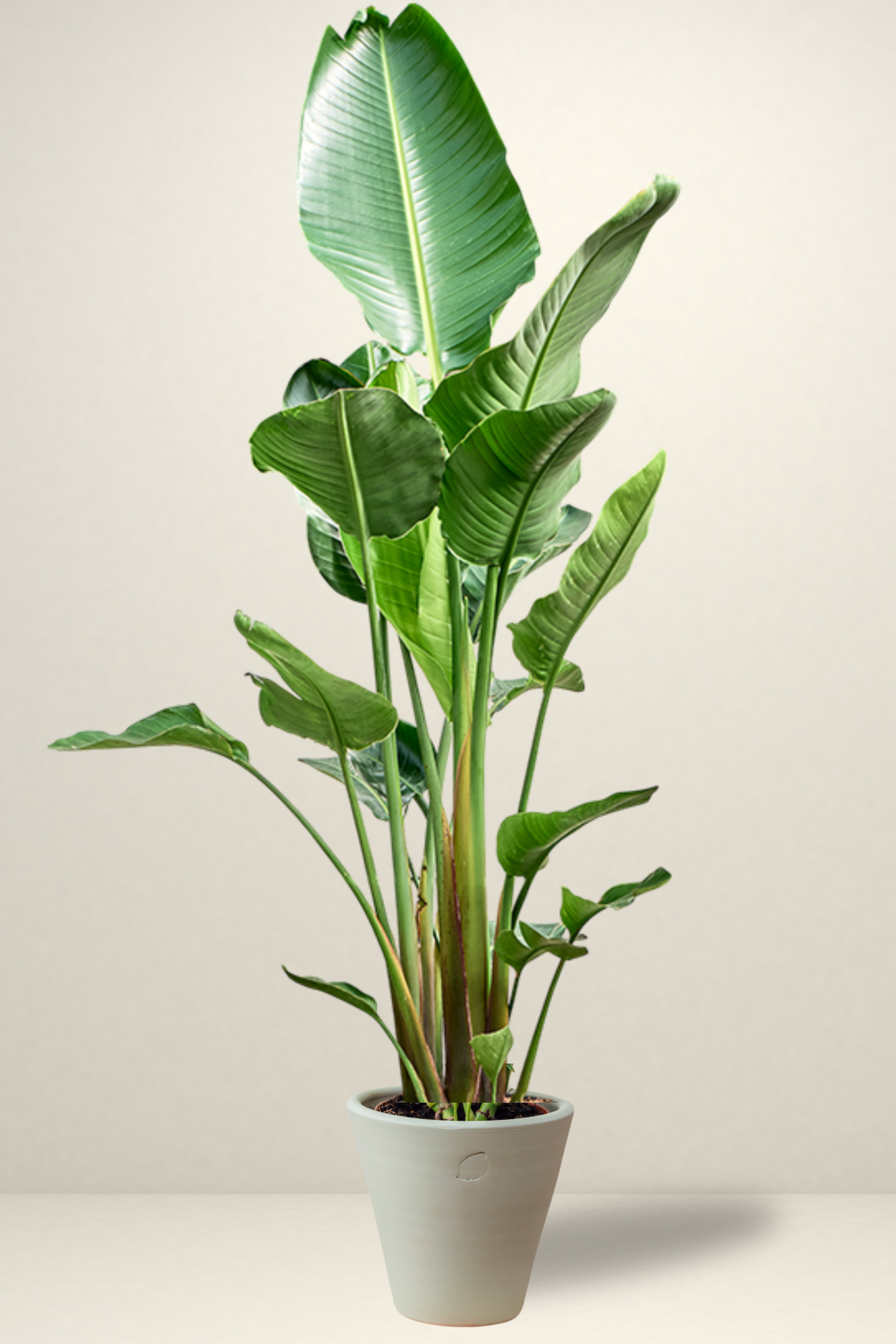 Star 2 Rooted