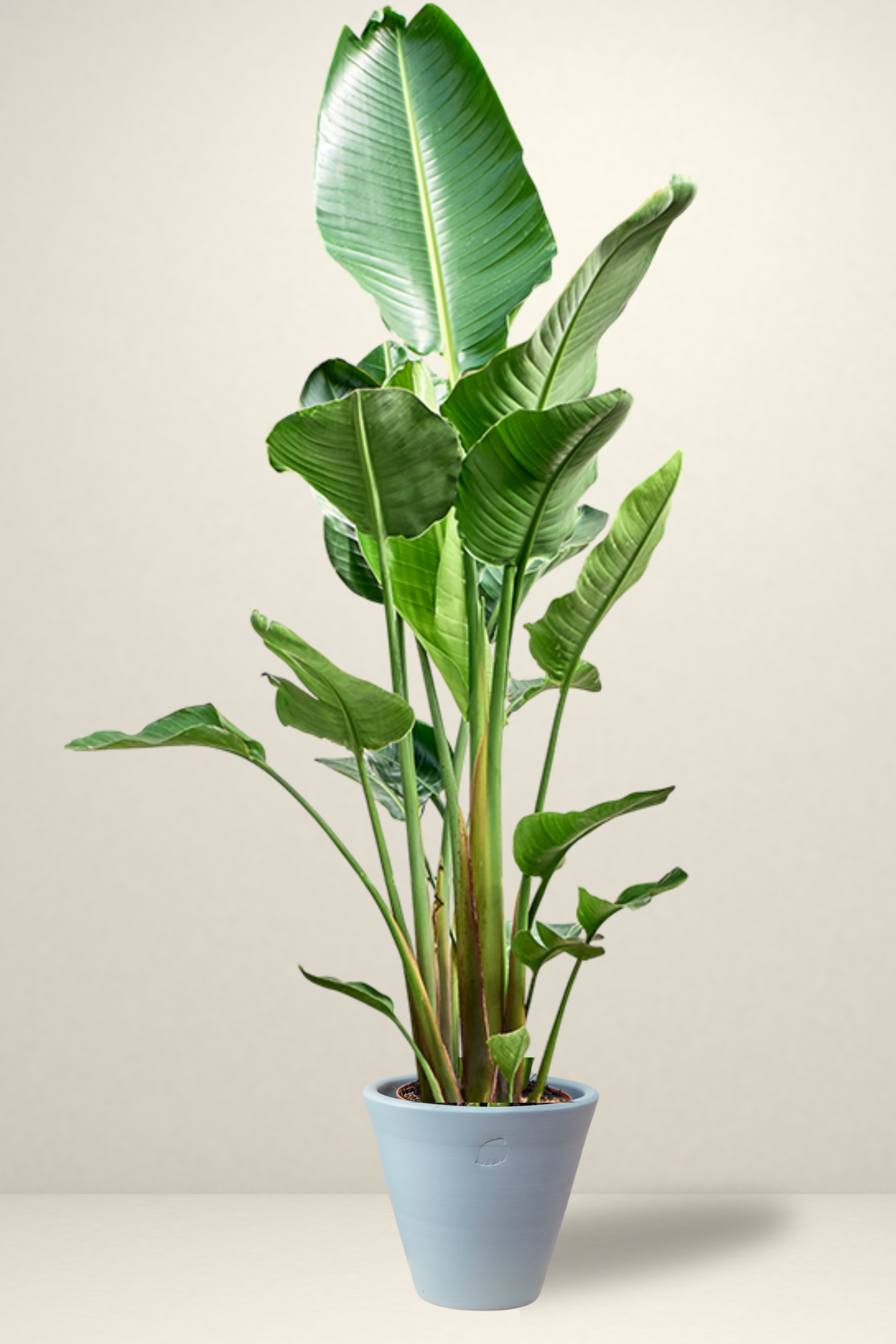 Star 2 Rooted
