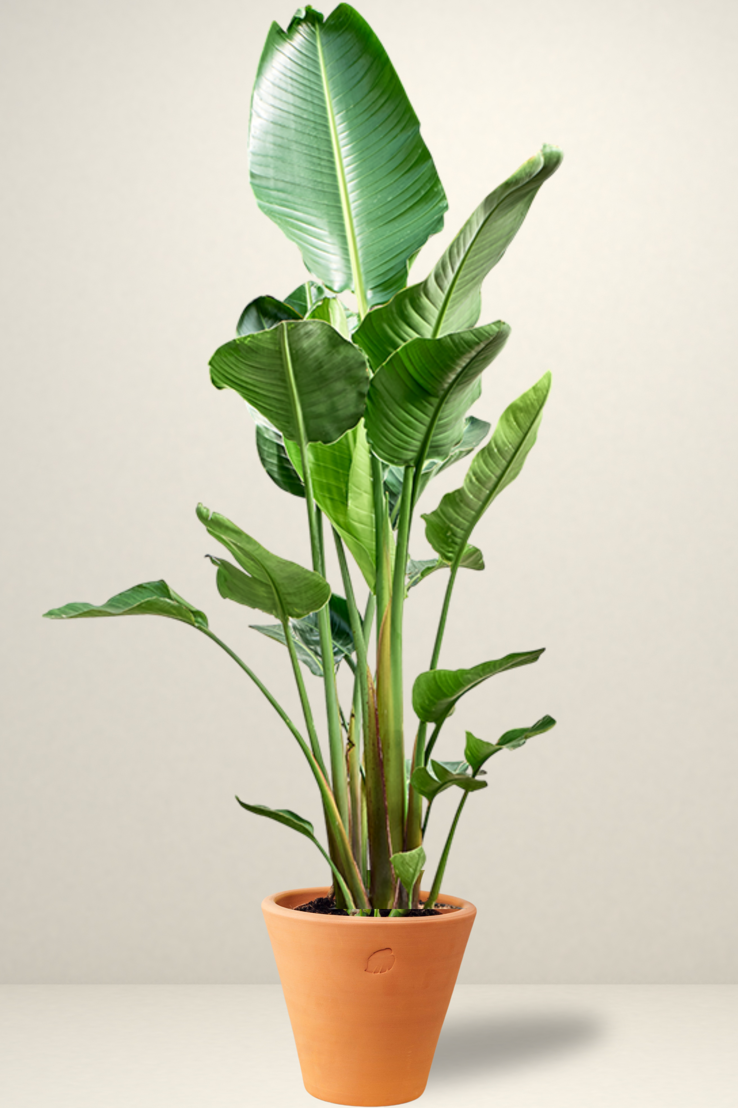 Star 2 Rooted