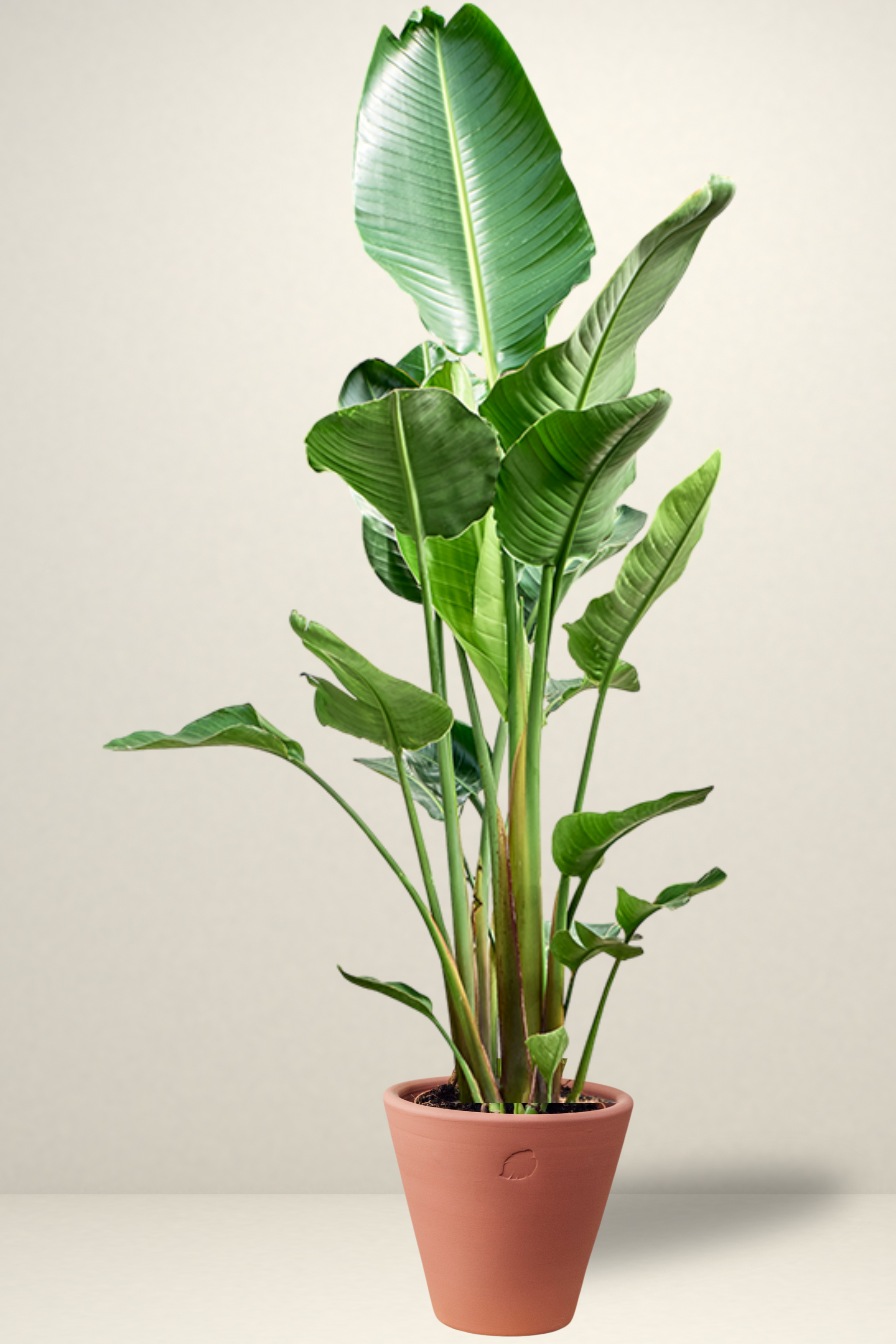 Star 2 Rooted