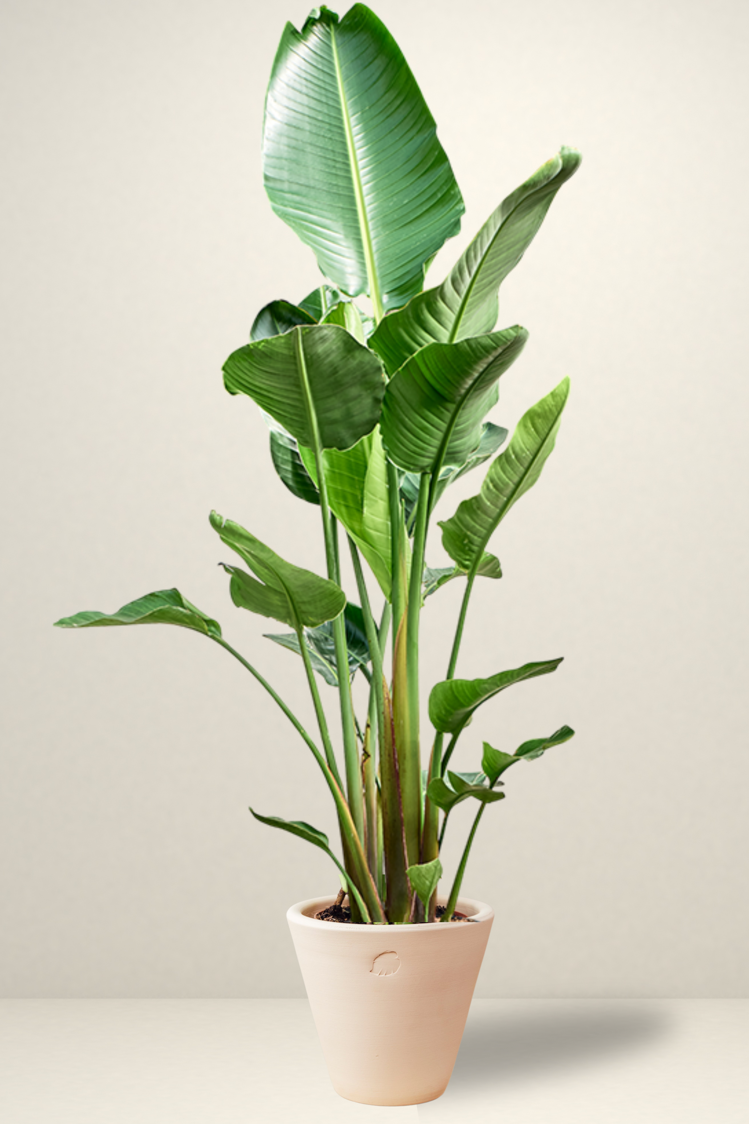 Star 2 Rooted