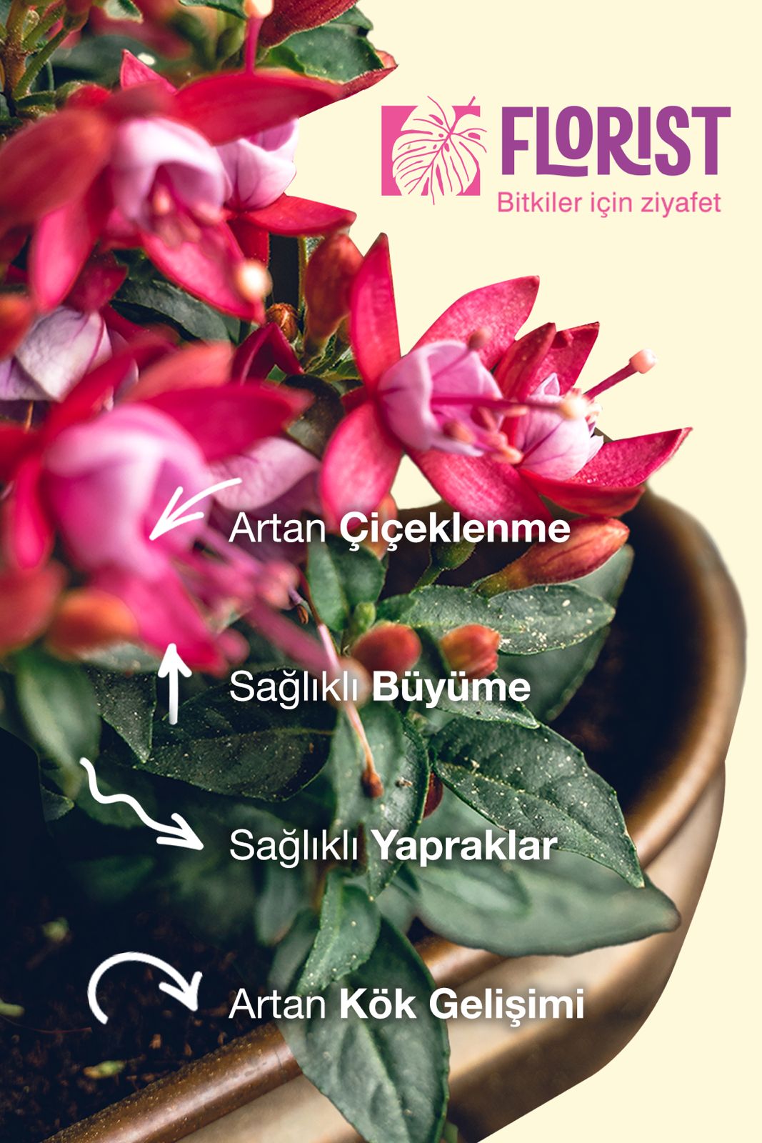 Flowering Plant Food