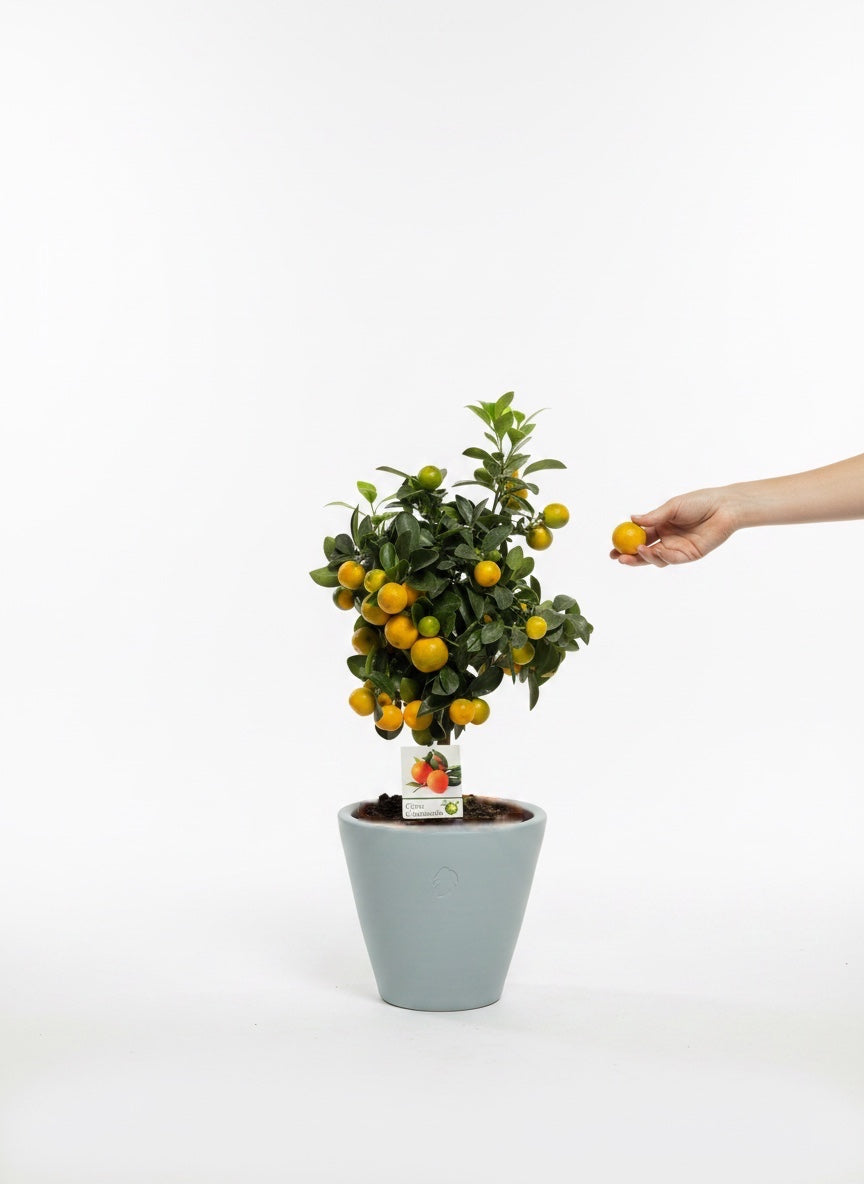 Calamondin L Sky Çömlek Saksılı