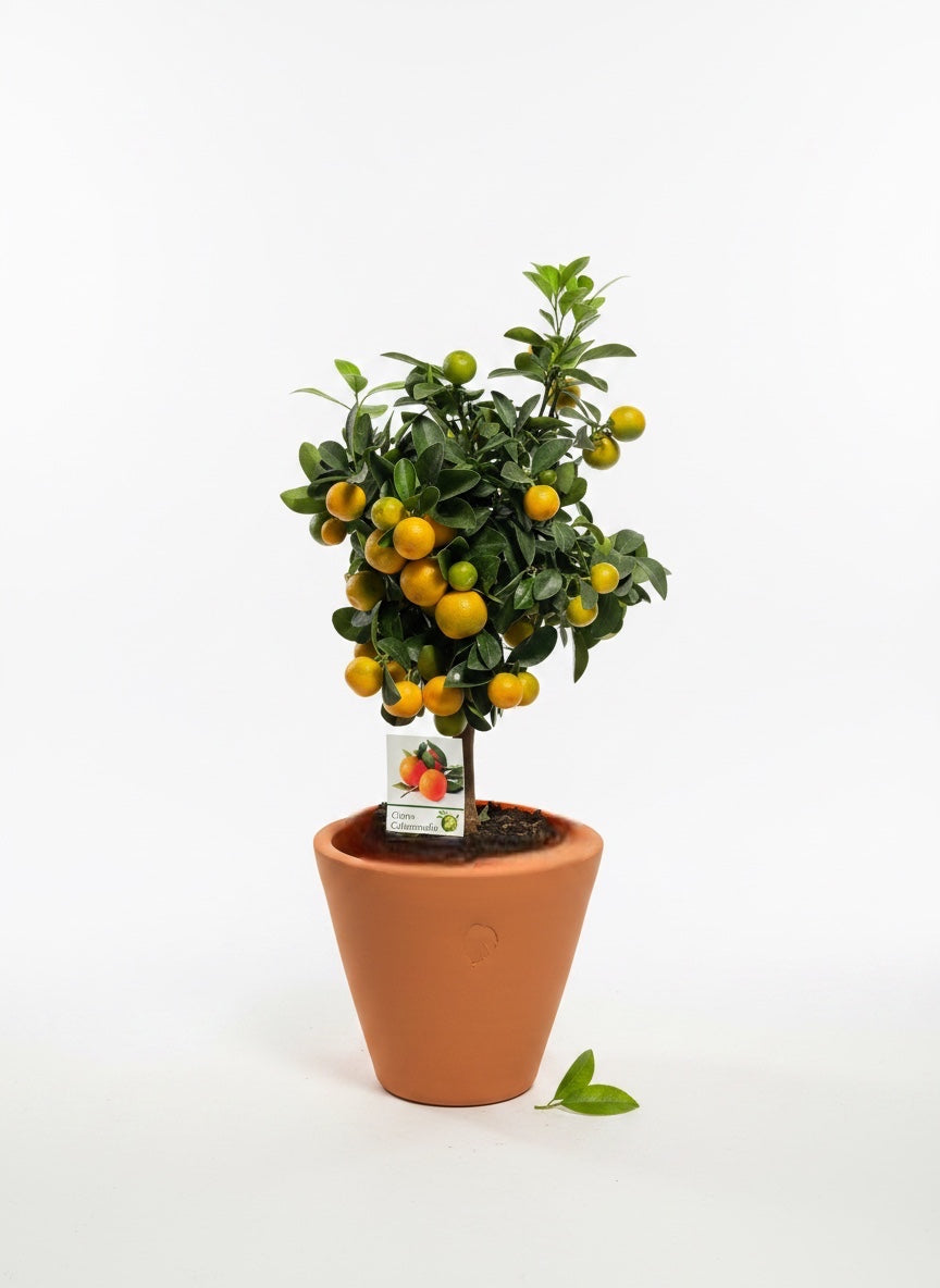 Calamondin L Clay Çömlek Saksılı