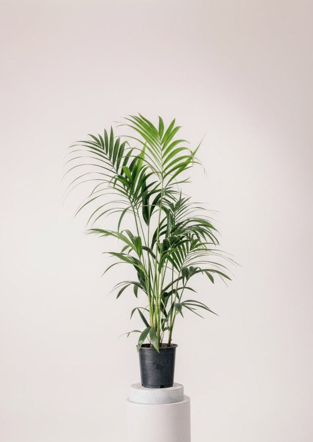 Kentia L (160cm)