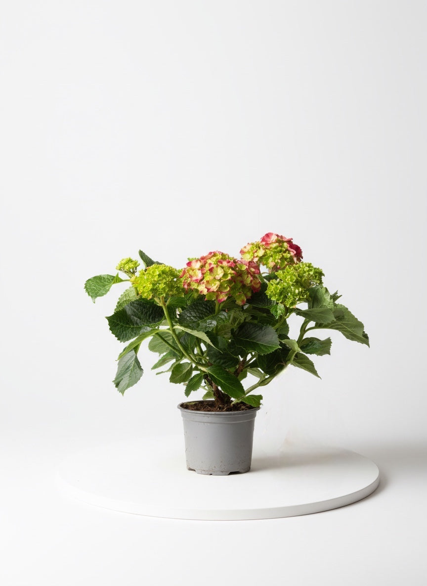 Ortanca (Koyu Pembe)