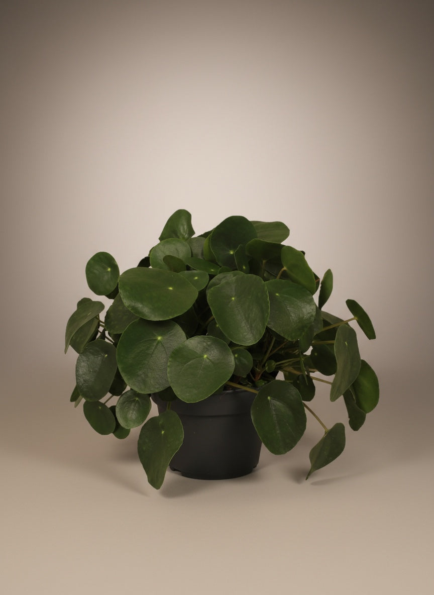 Giant Pilea