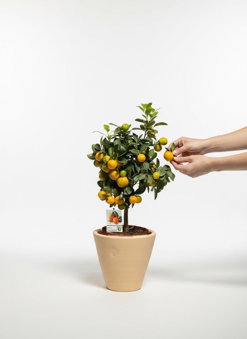 Calamondin L Sahara Çömlek Saksılı
