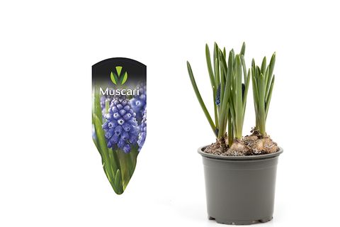 Muscari