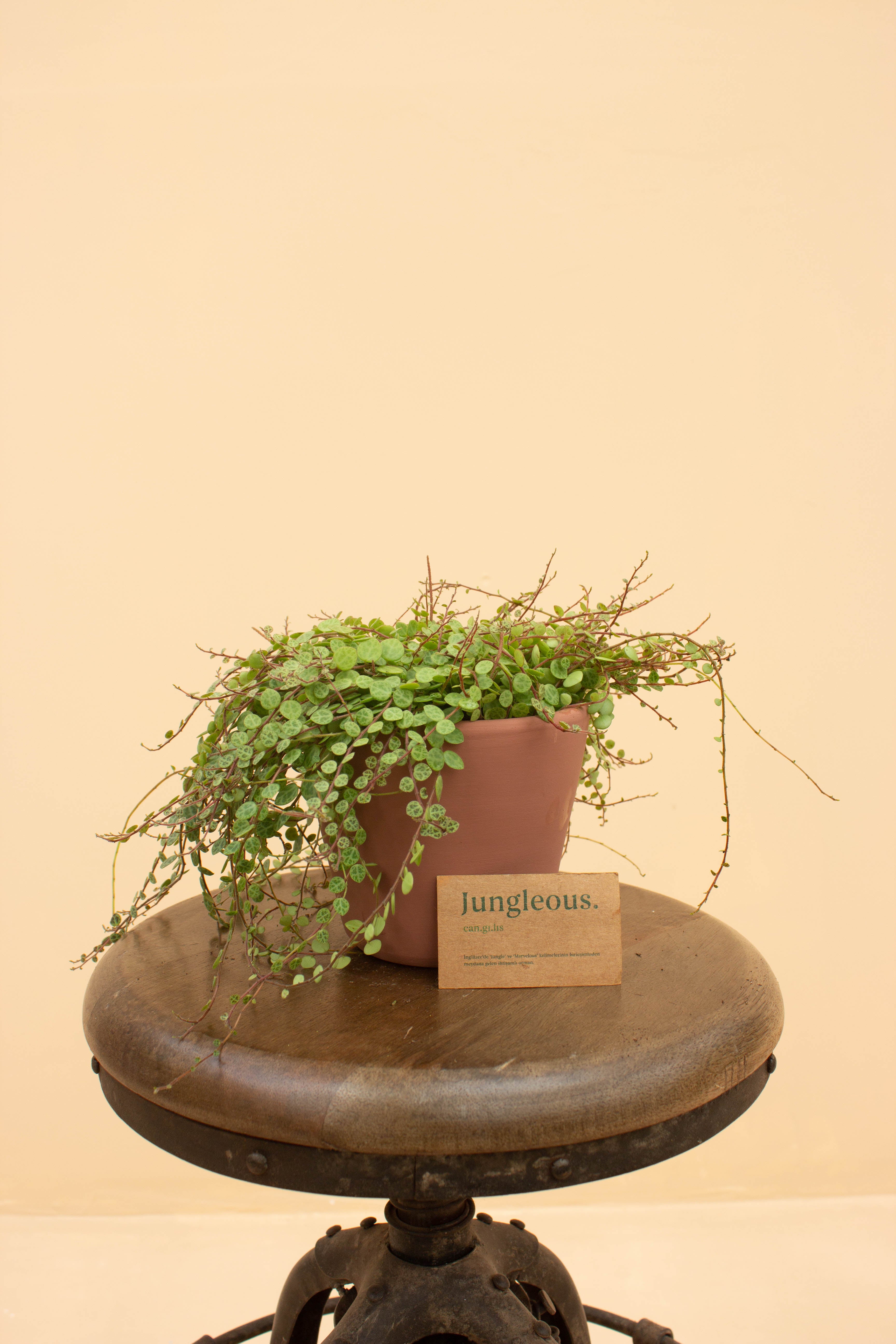 Turtle Sunset Çömlek Saksılı