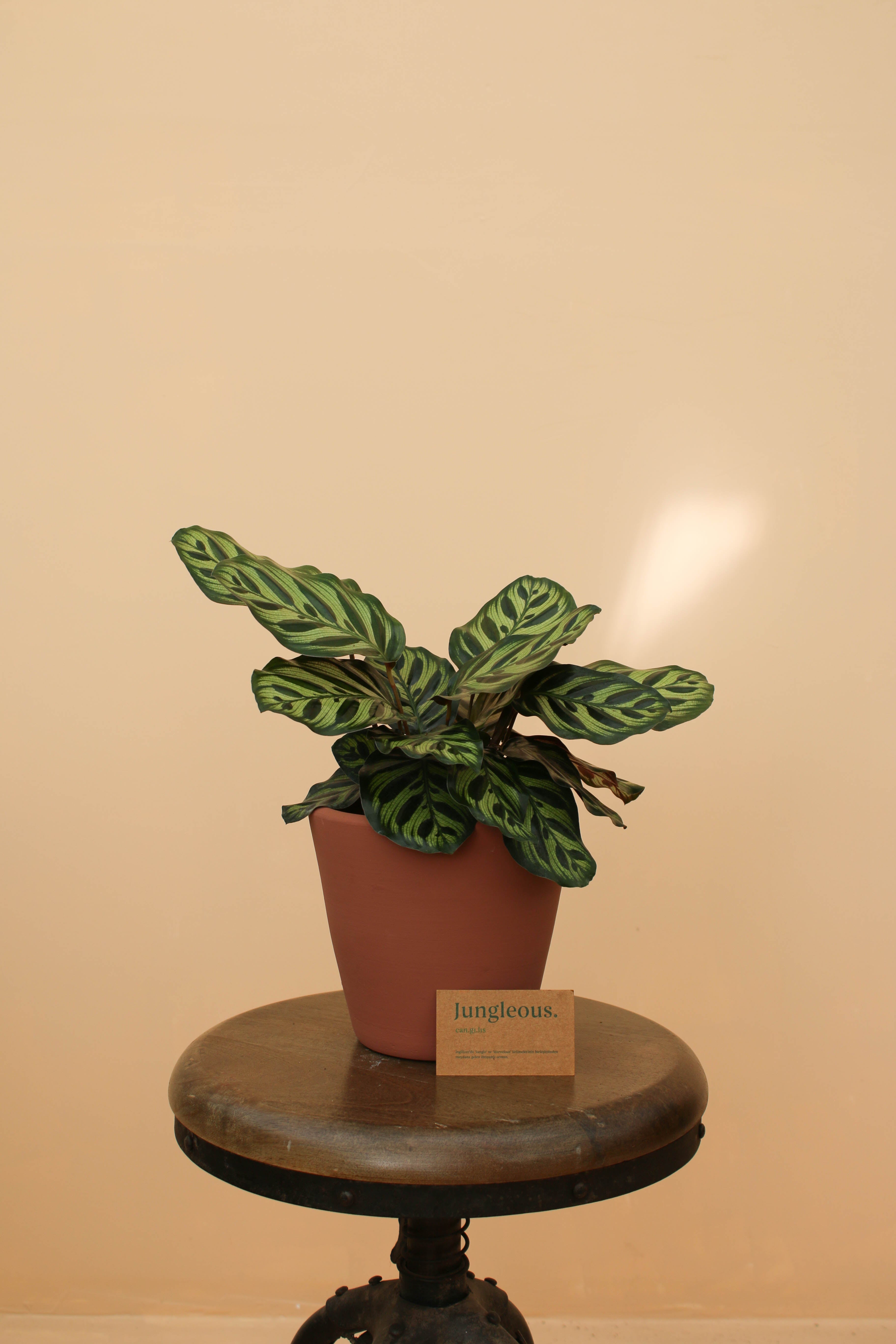 Peacock Jr - Jungleous