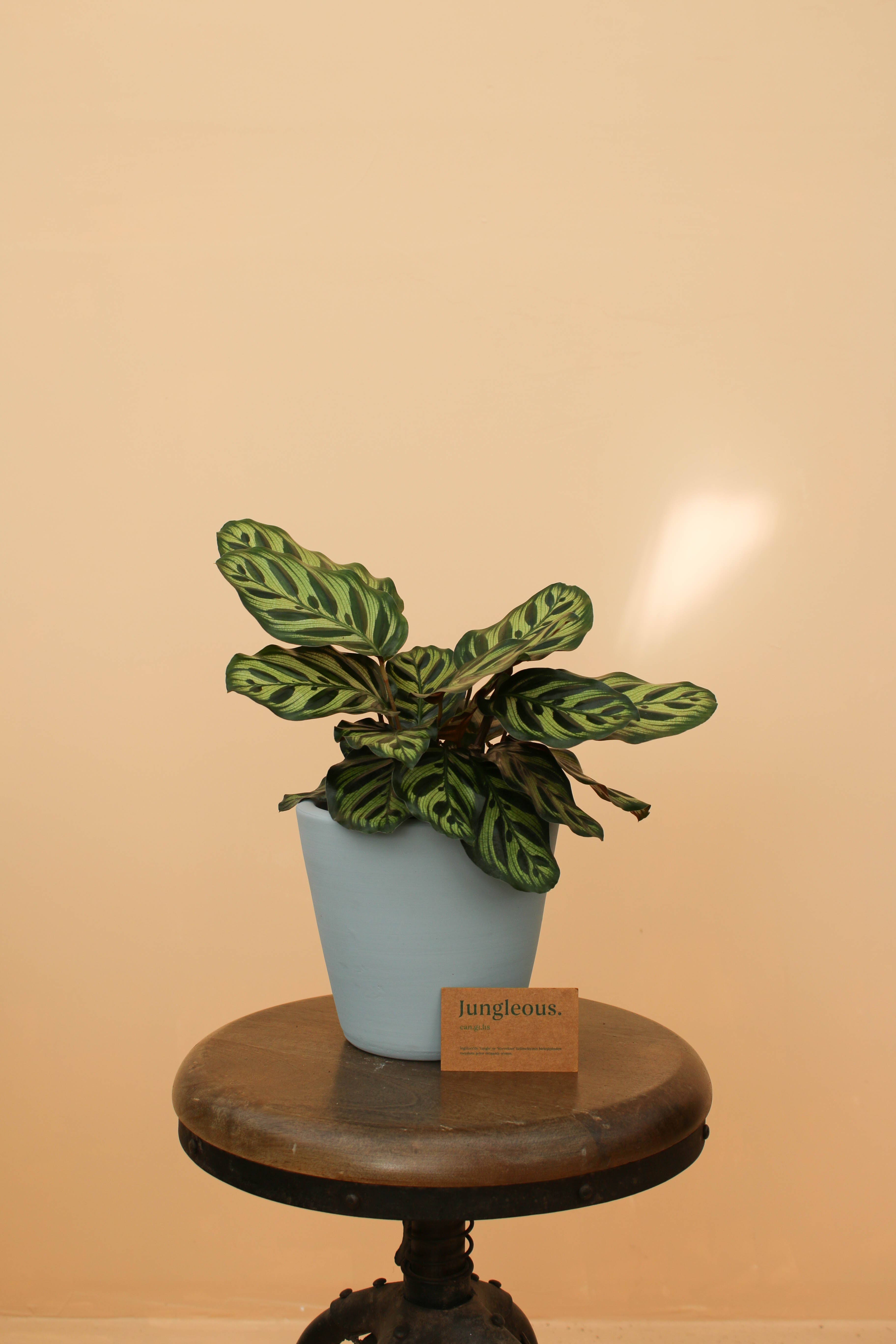 Peacock Jr - Jungleous