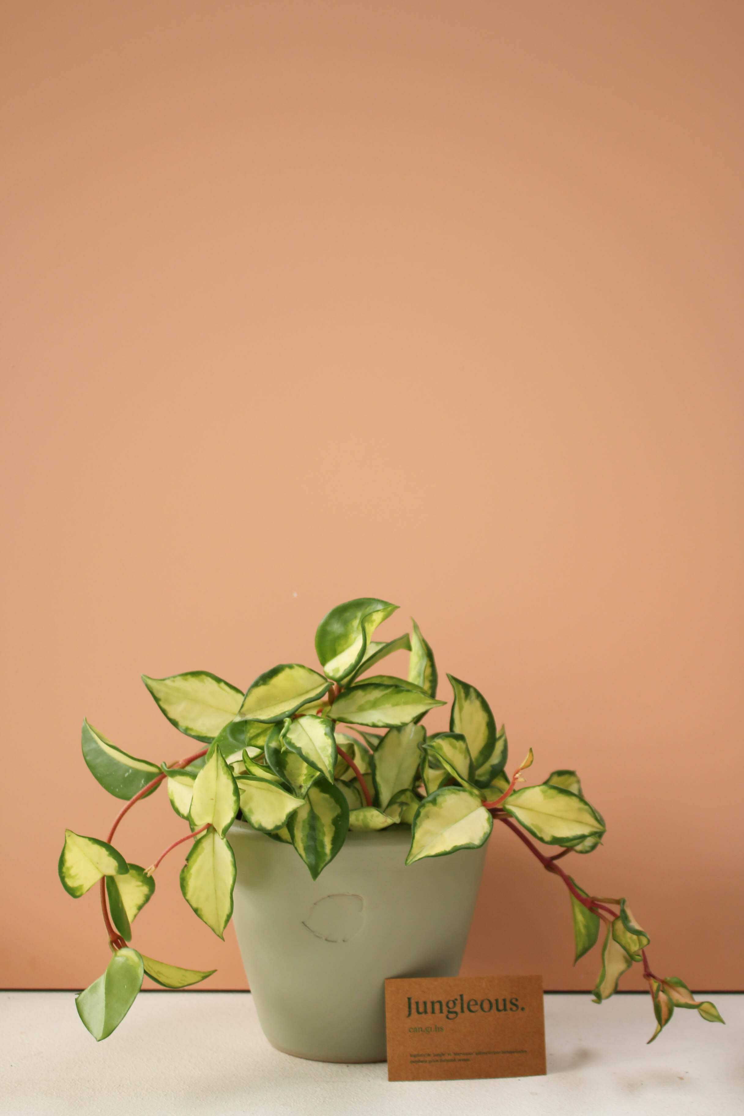 Kerz Mint Çömlek Saksılı