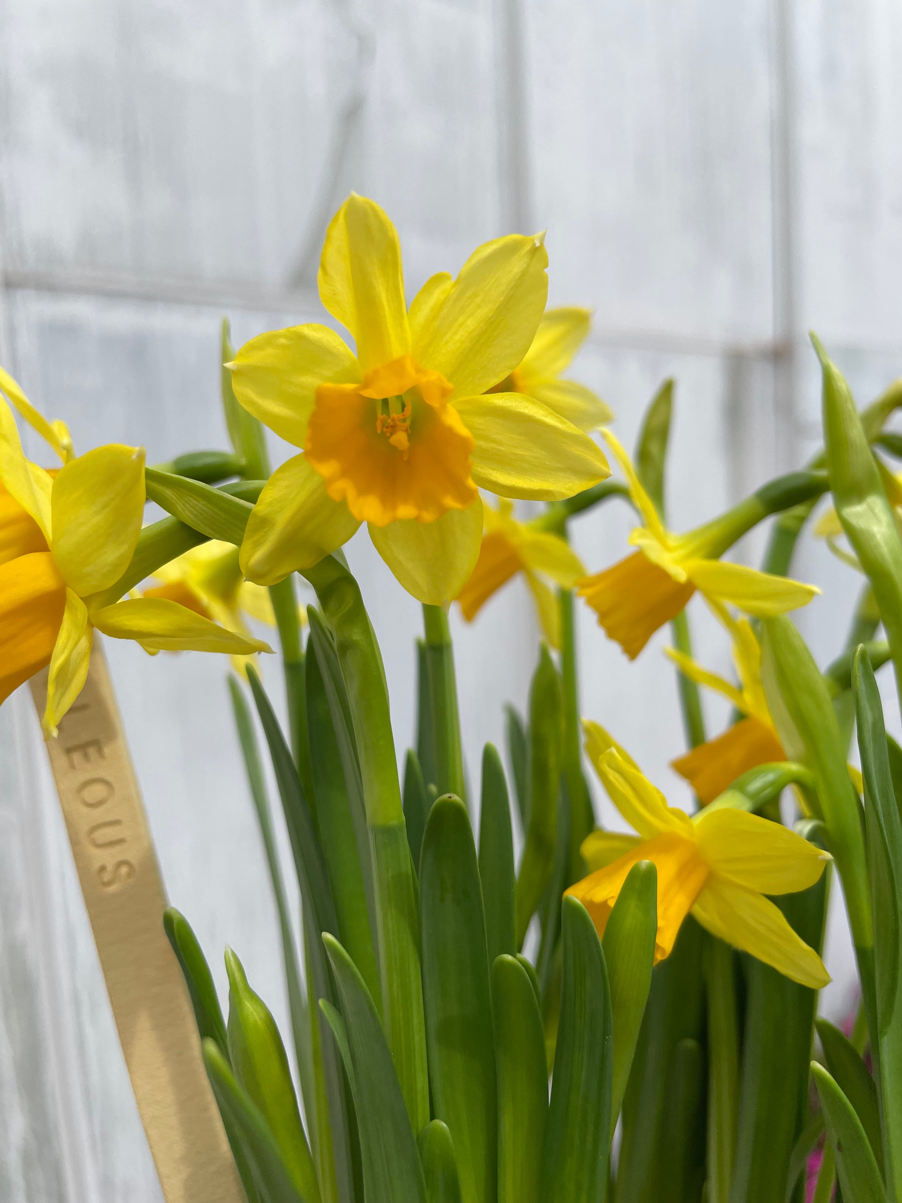 Daffodil