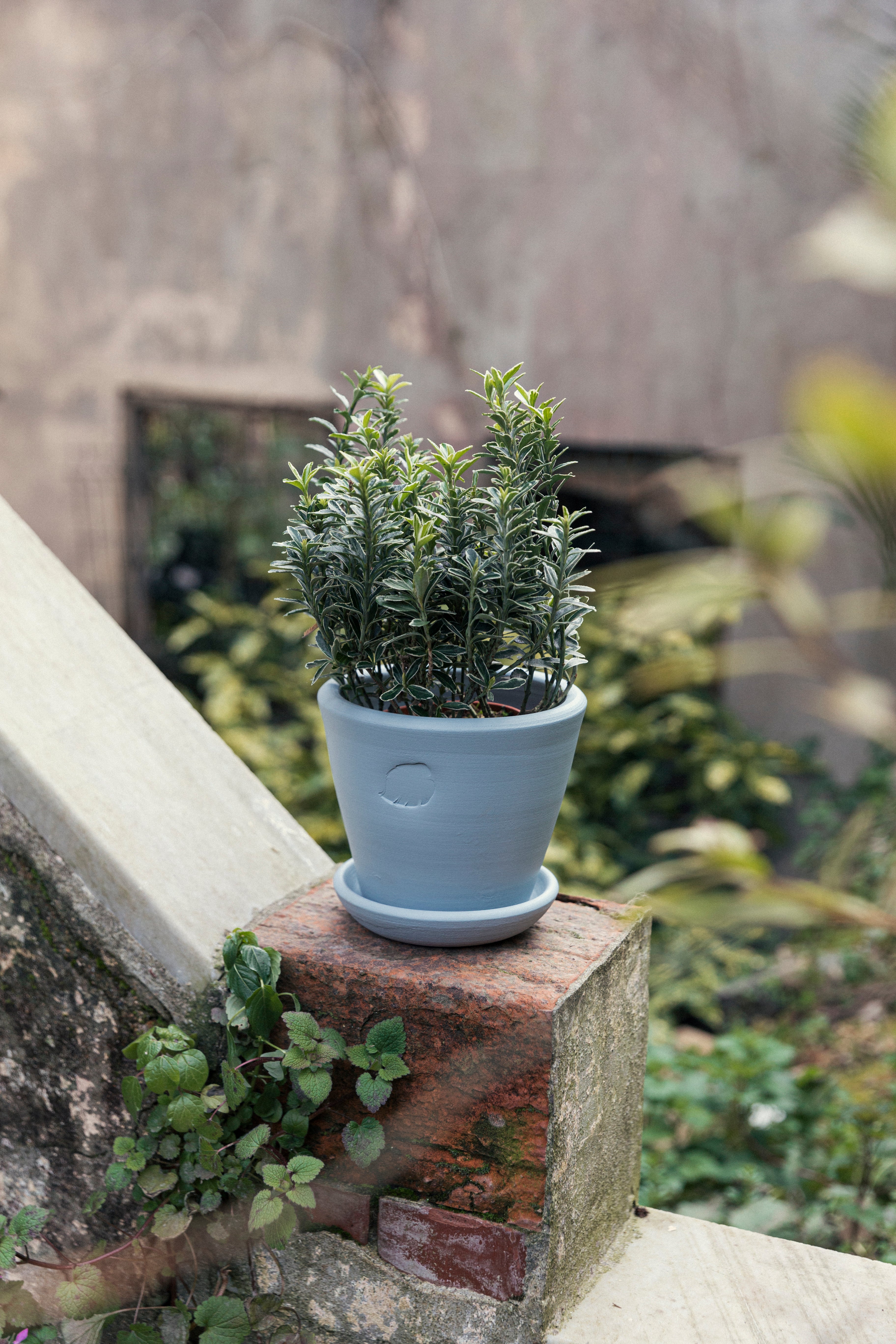 Sky Saksı 14cm (Tabaklı)
