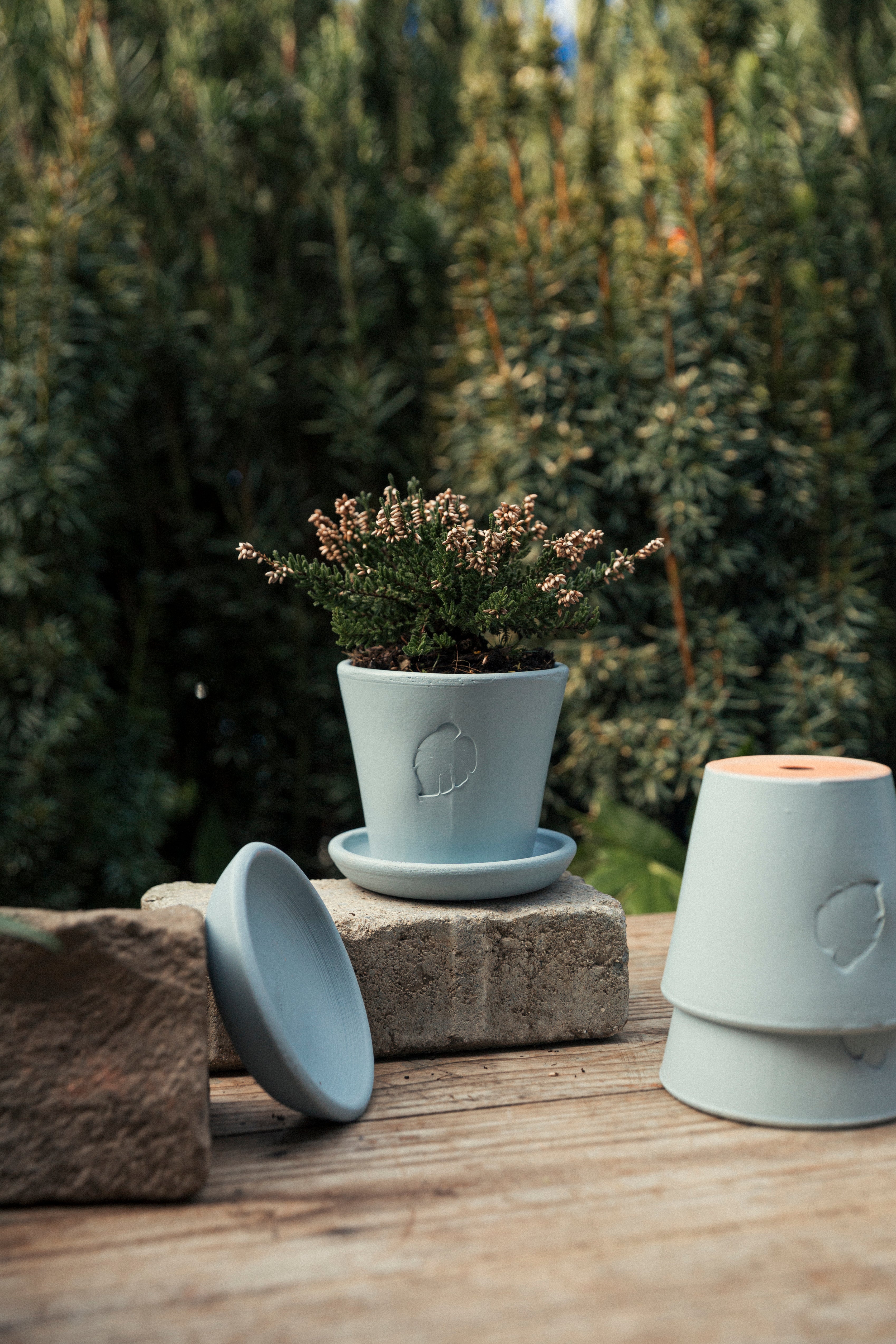 Sky Saksı 10cm (Tabaklı)