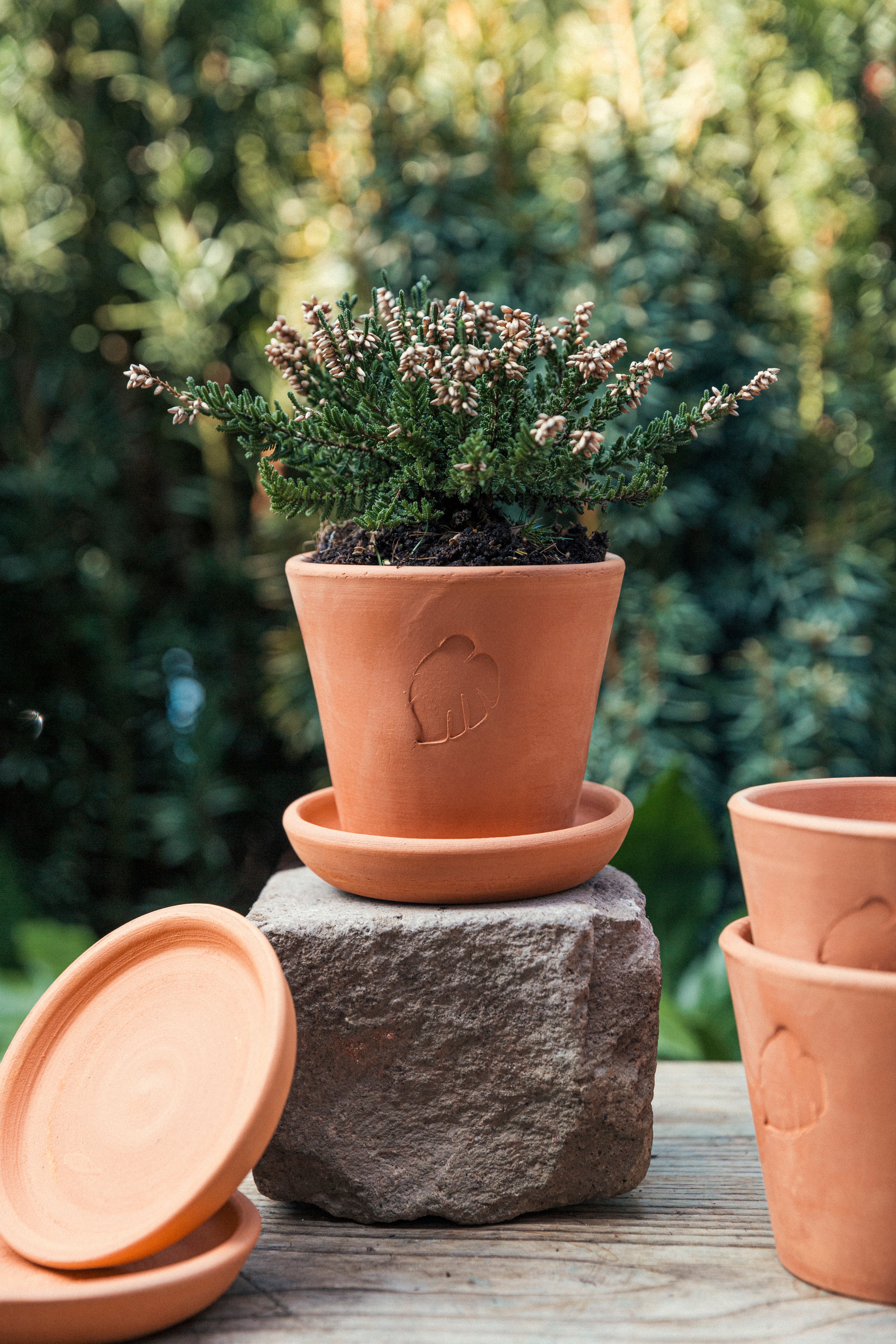 Clay Saksı 10cm (Tabaklı)