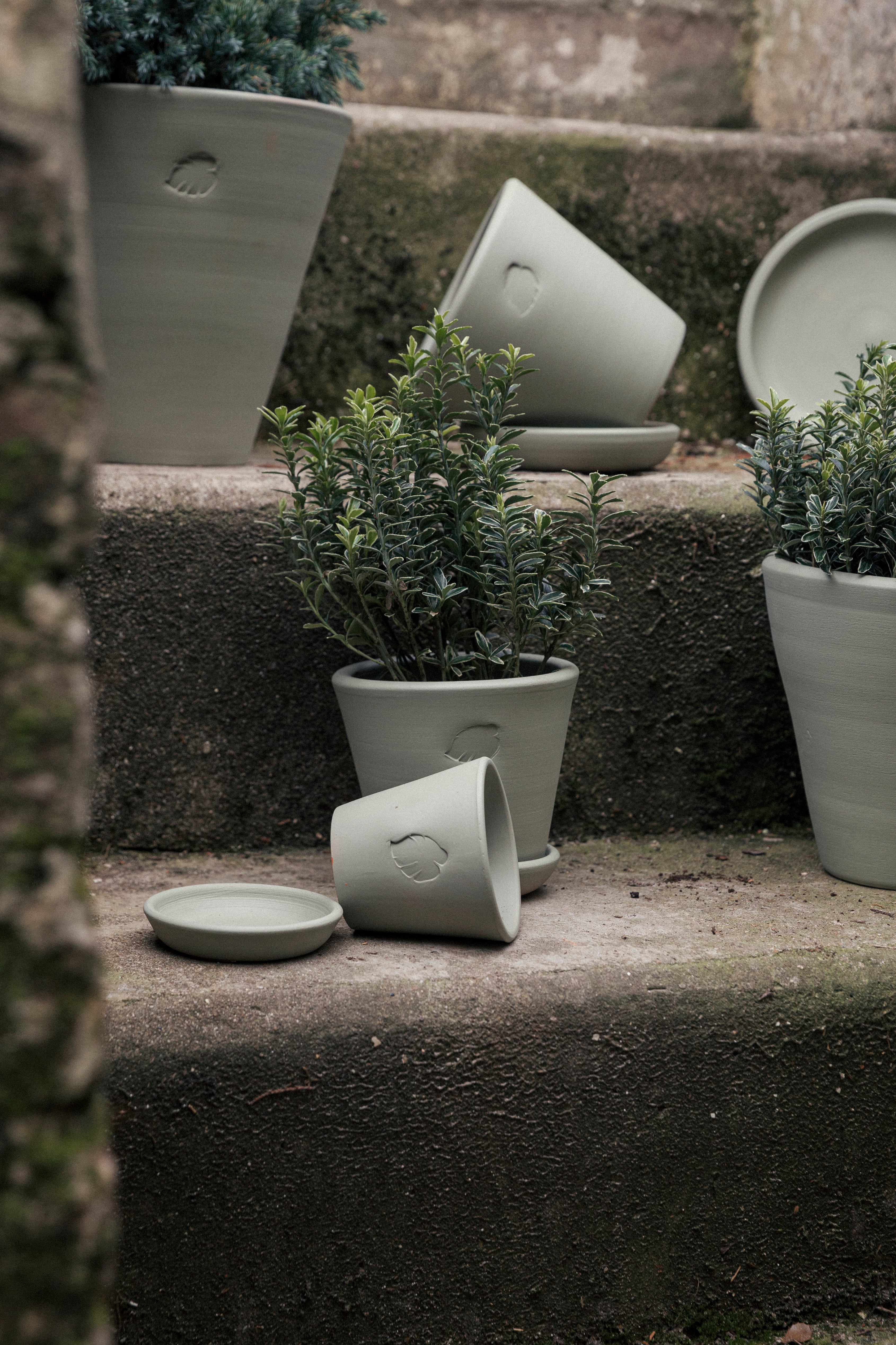Mint Saksı 10cm (Tabaklı)
