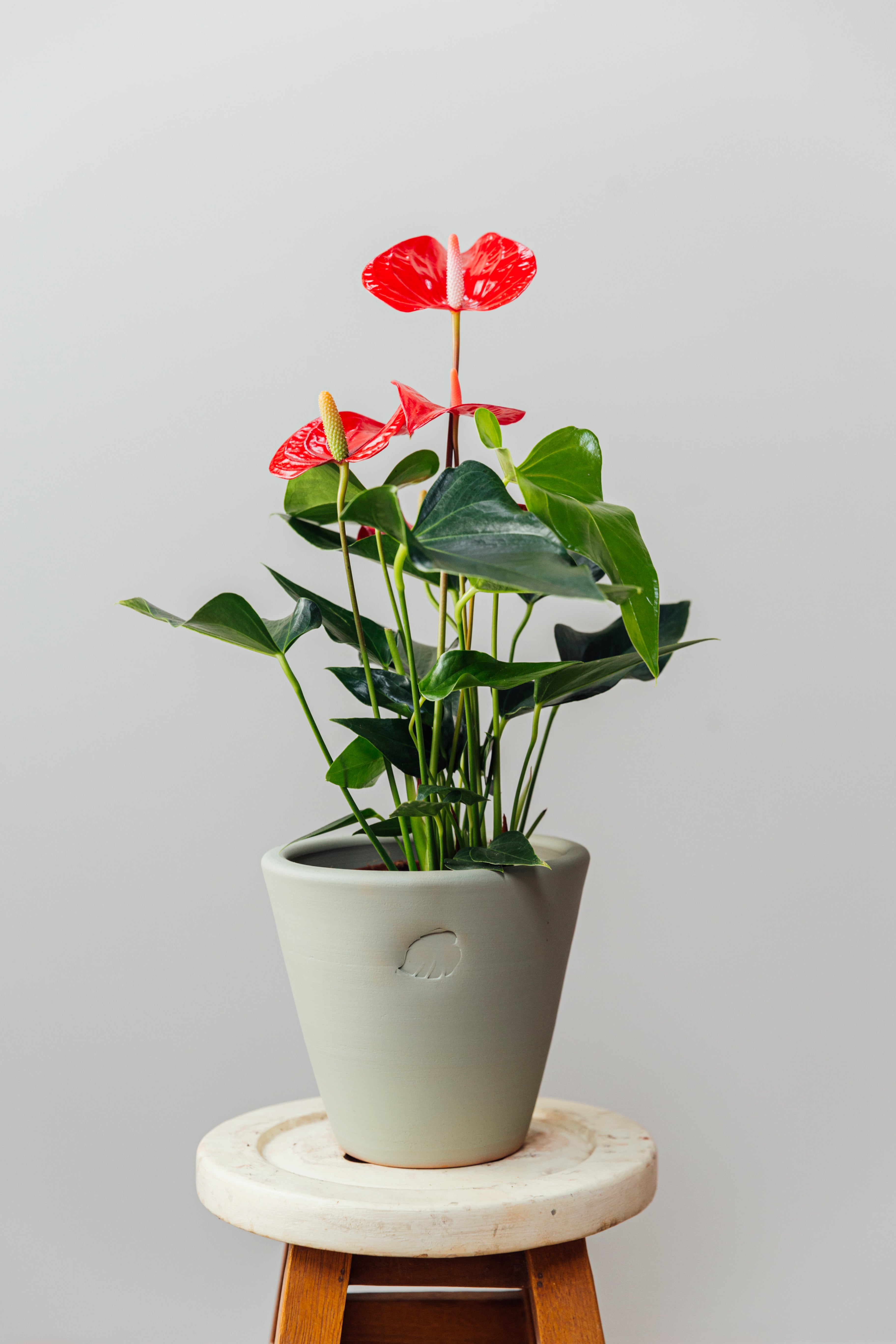 Flamingo XL Mint Çömlek Saksılı