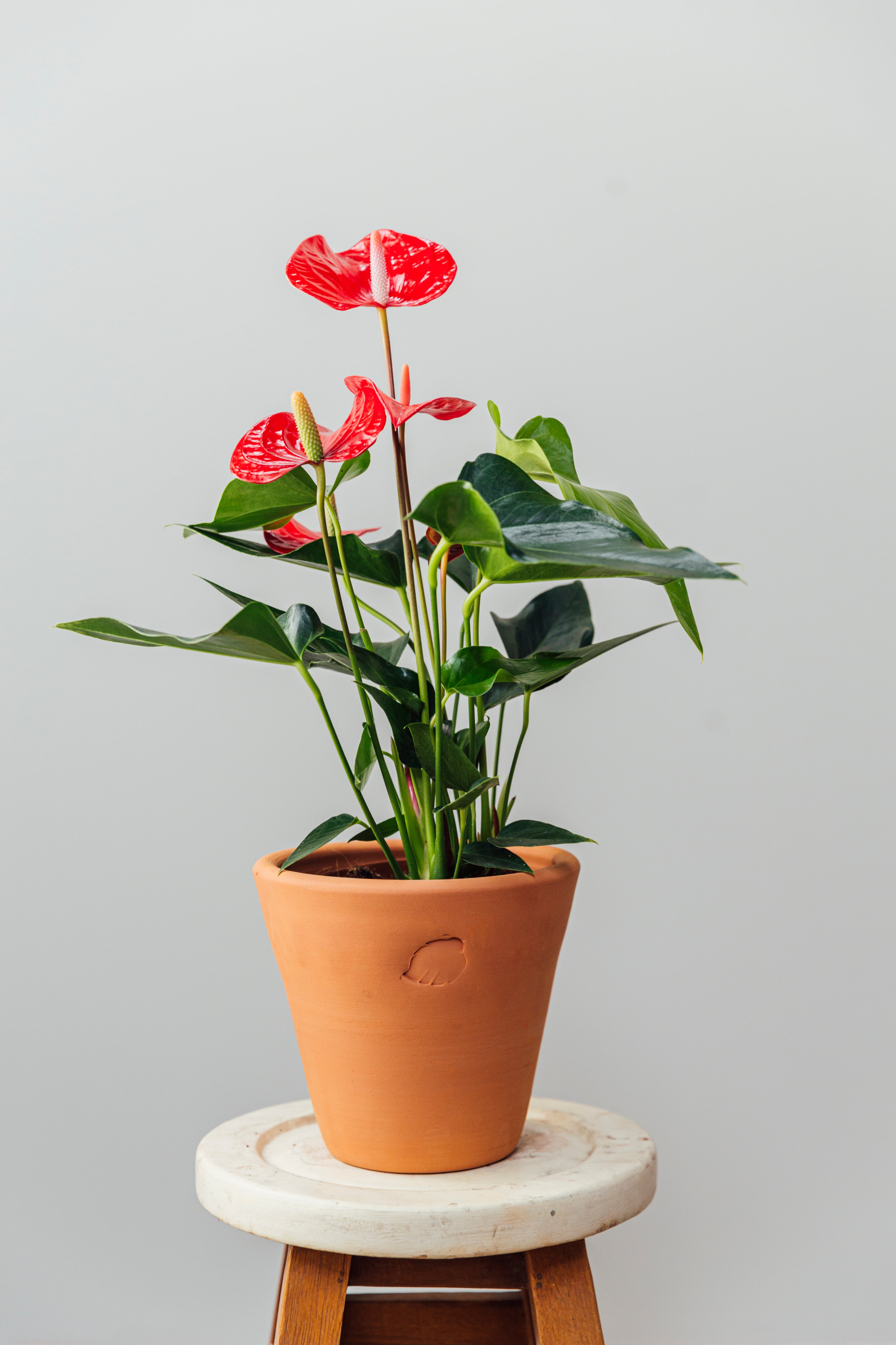 Flamingo XL Clay Çömlek Saksılı