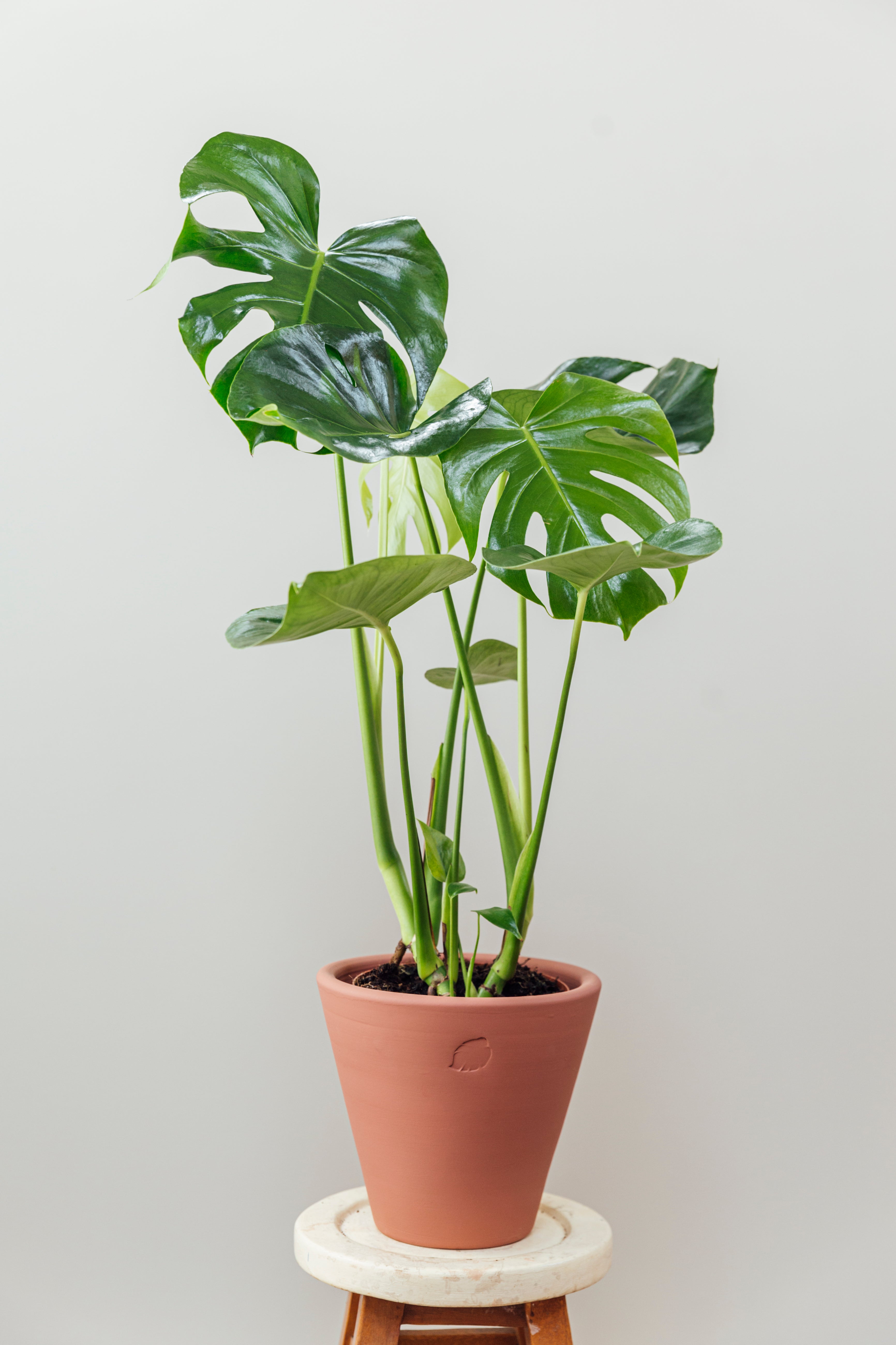 Oscar Sunset Çömlek Saksılı