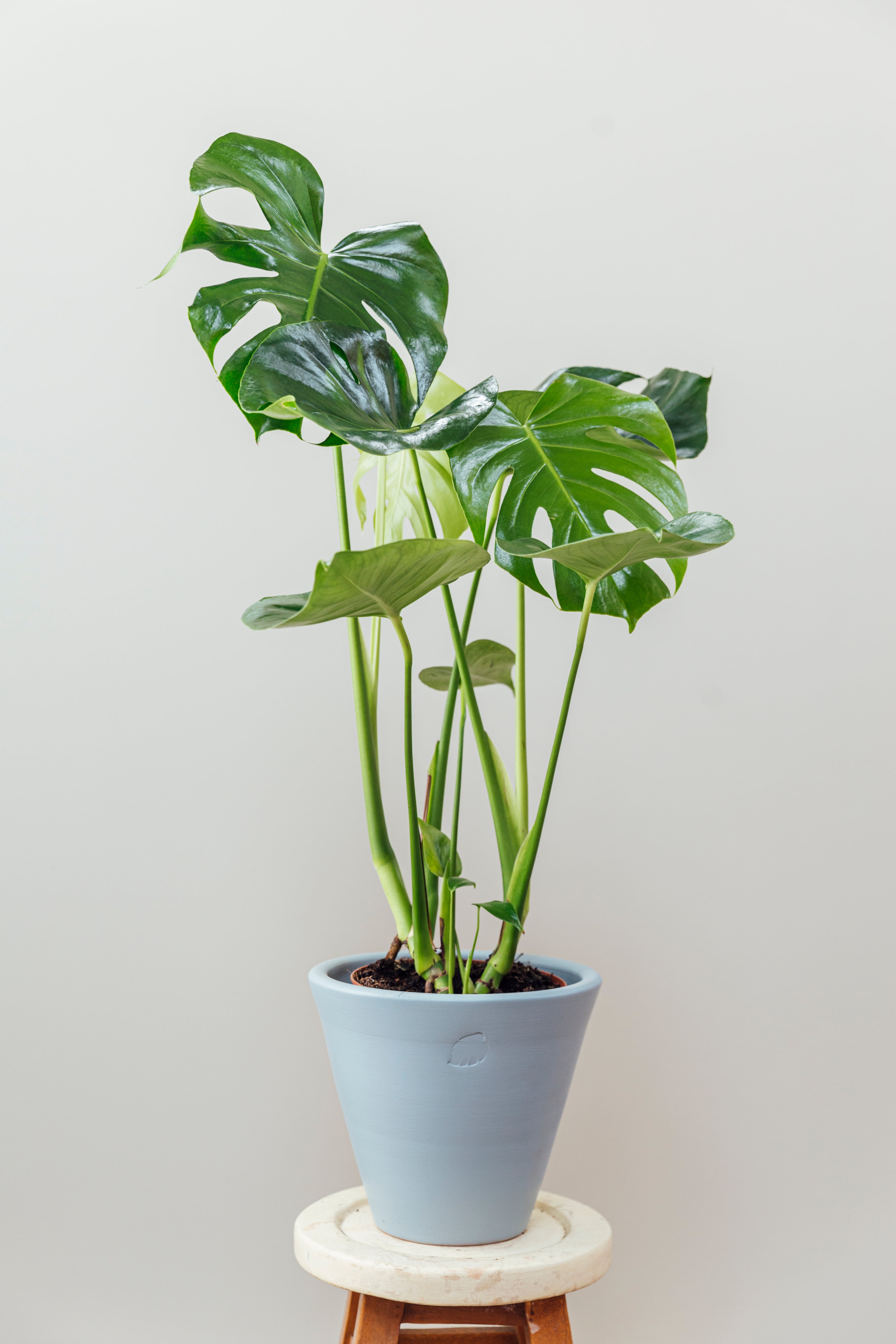 Oscar Sky Çömlek Saksılı