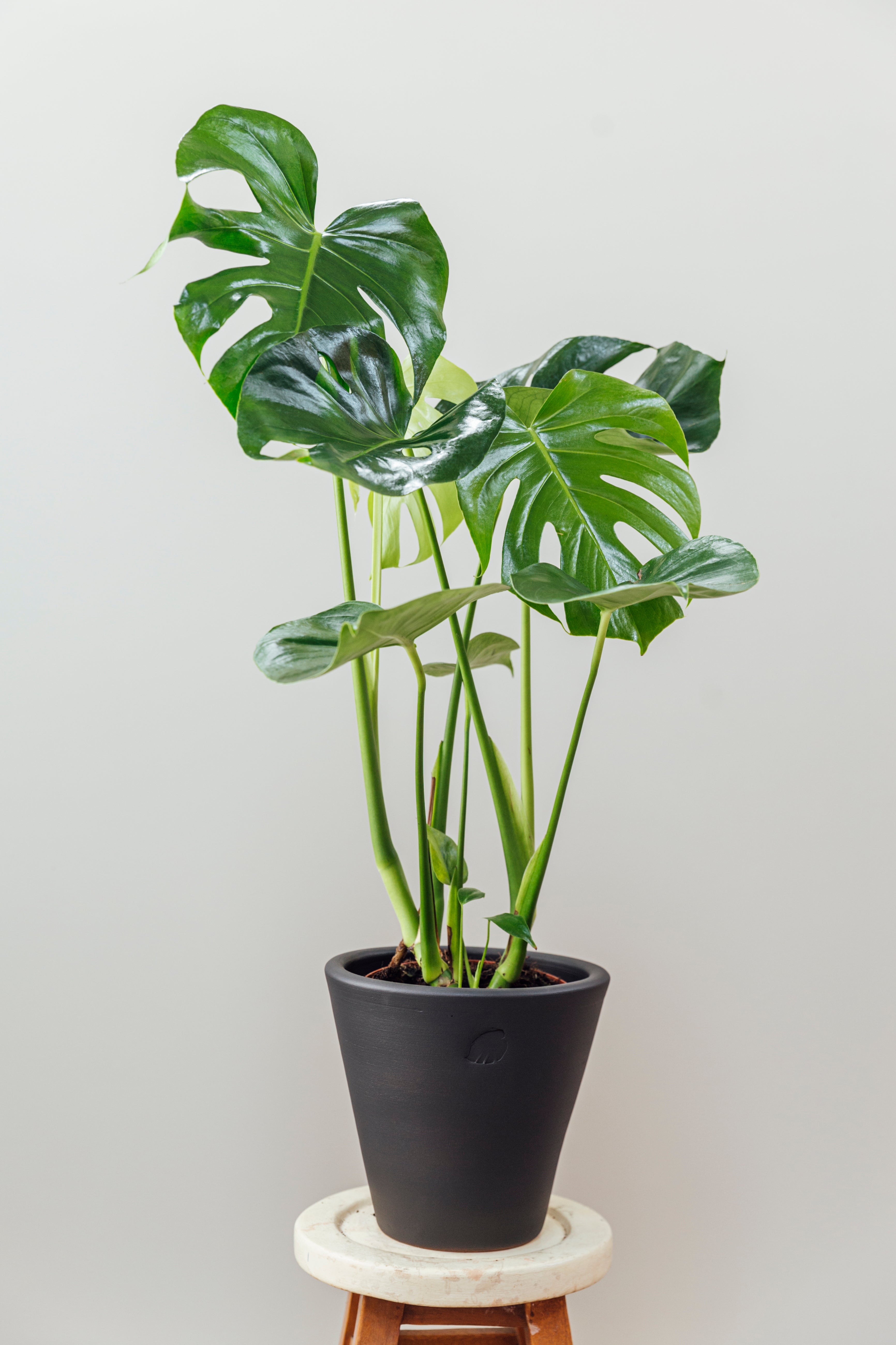 Oscar Coal Çömlek Saksılı