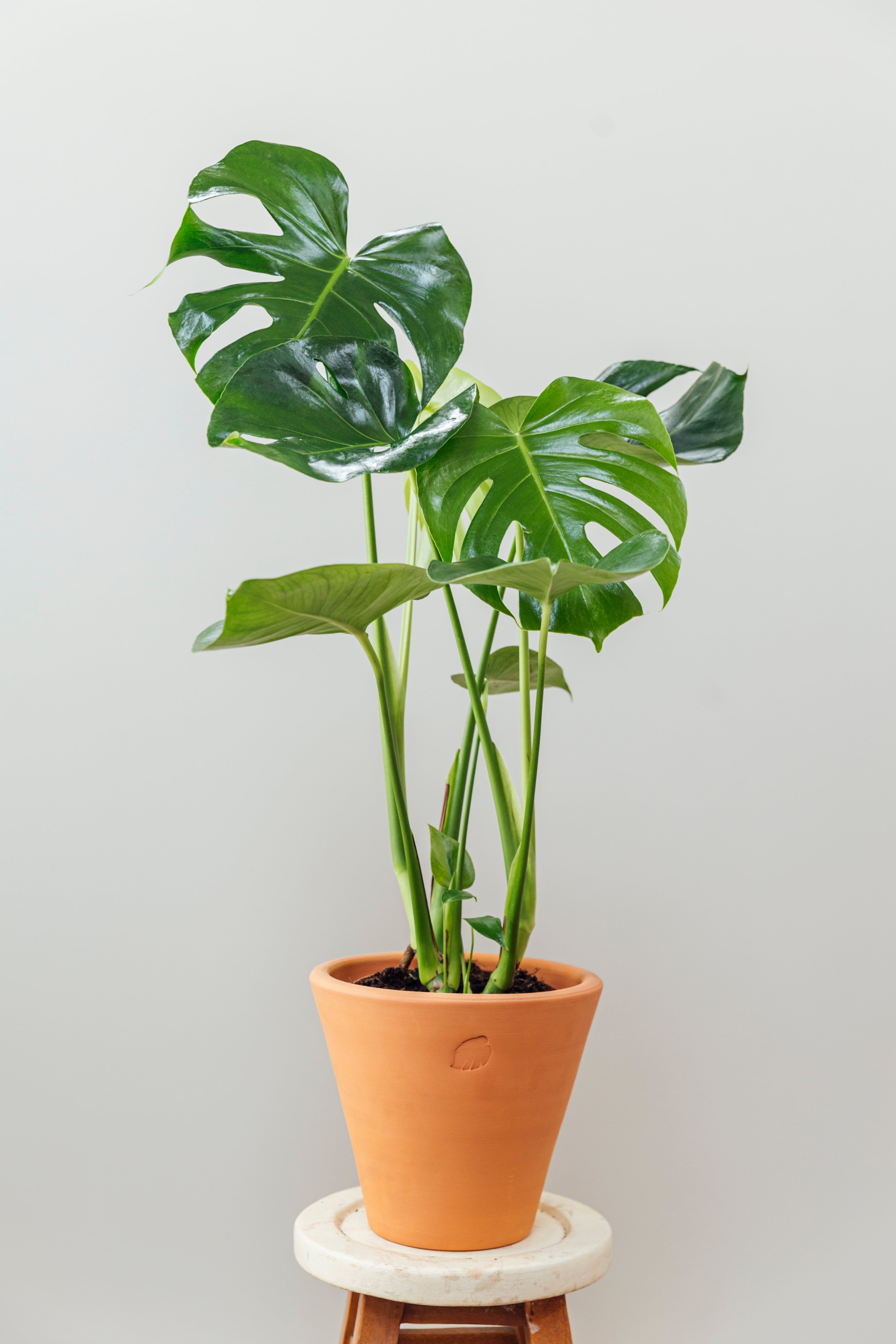 Oscar Clay Çömlek Saksılı