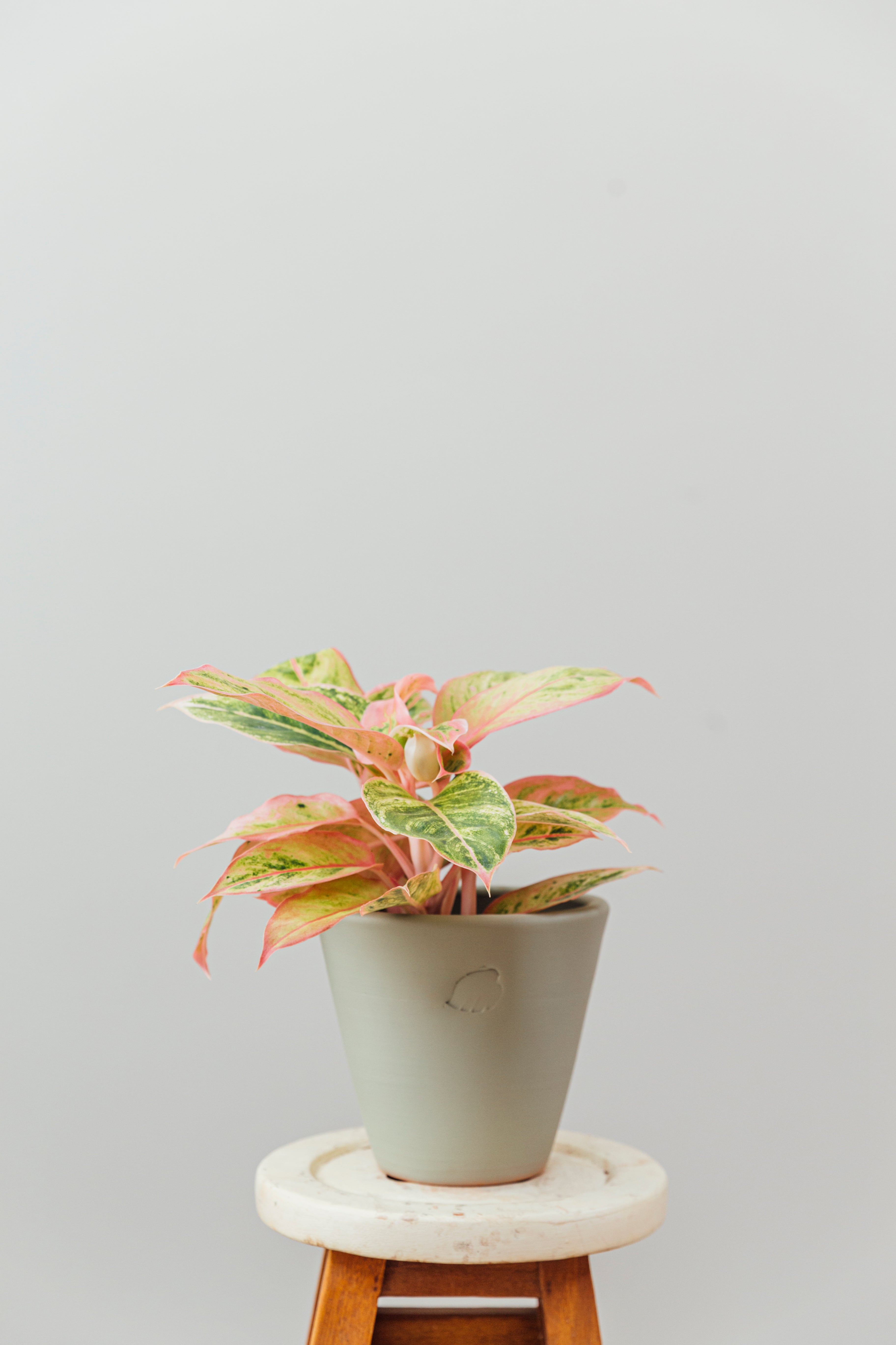 Coral Mint Çömlek Saksılı