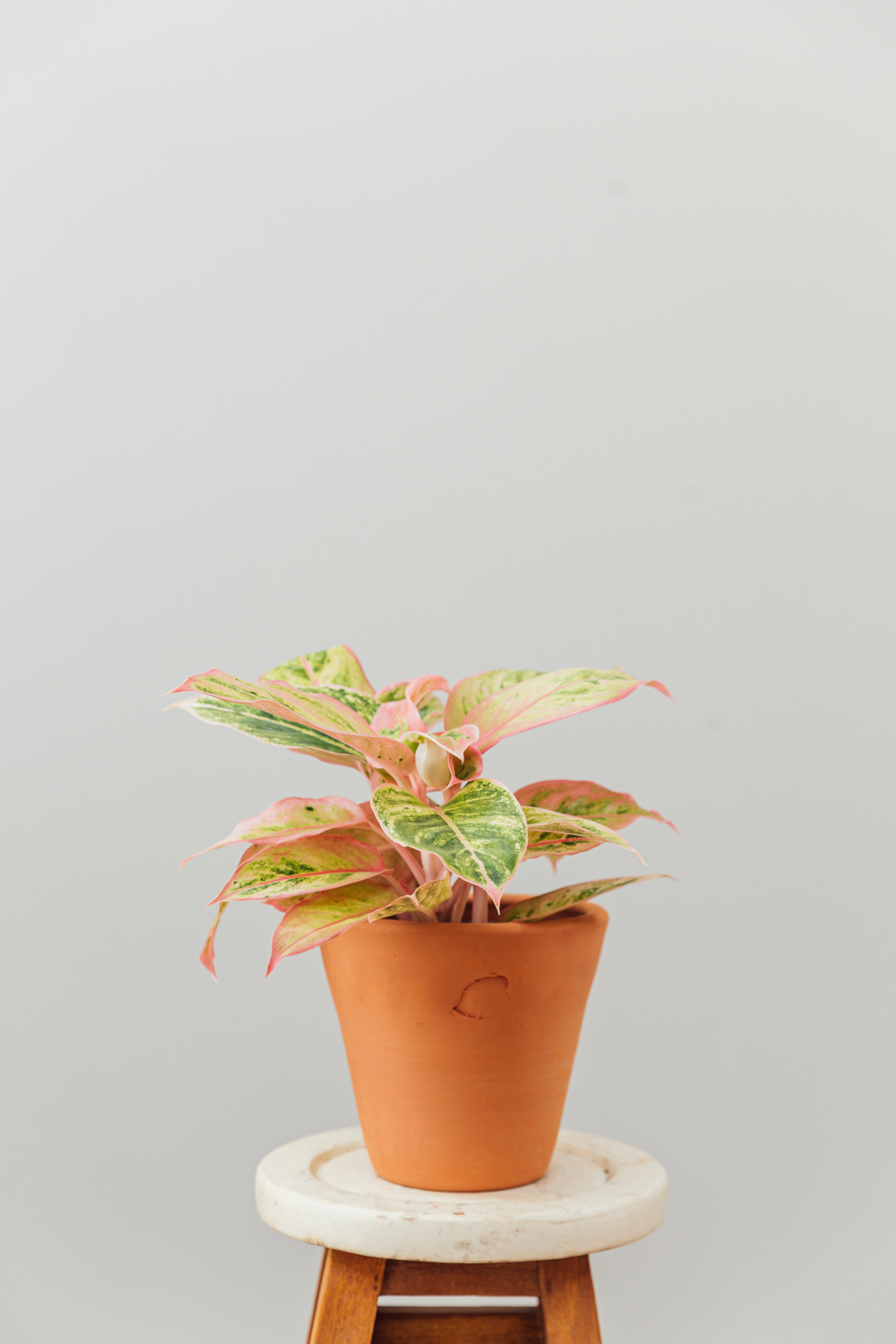 Coral Clay Çömlek Saksılı