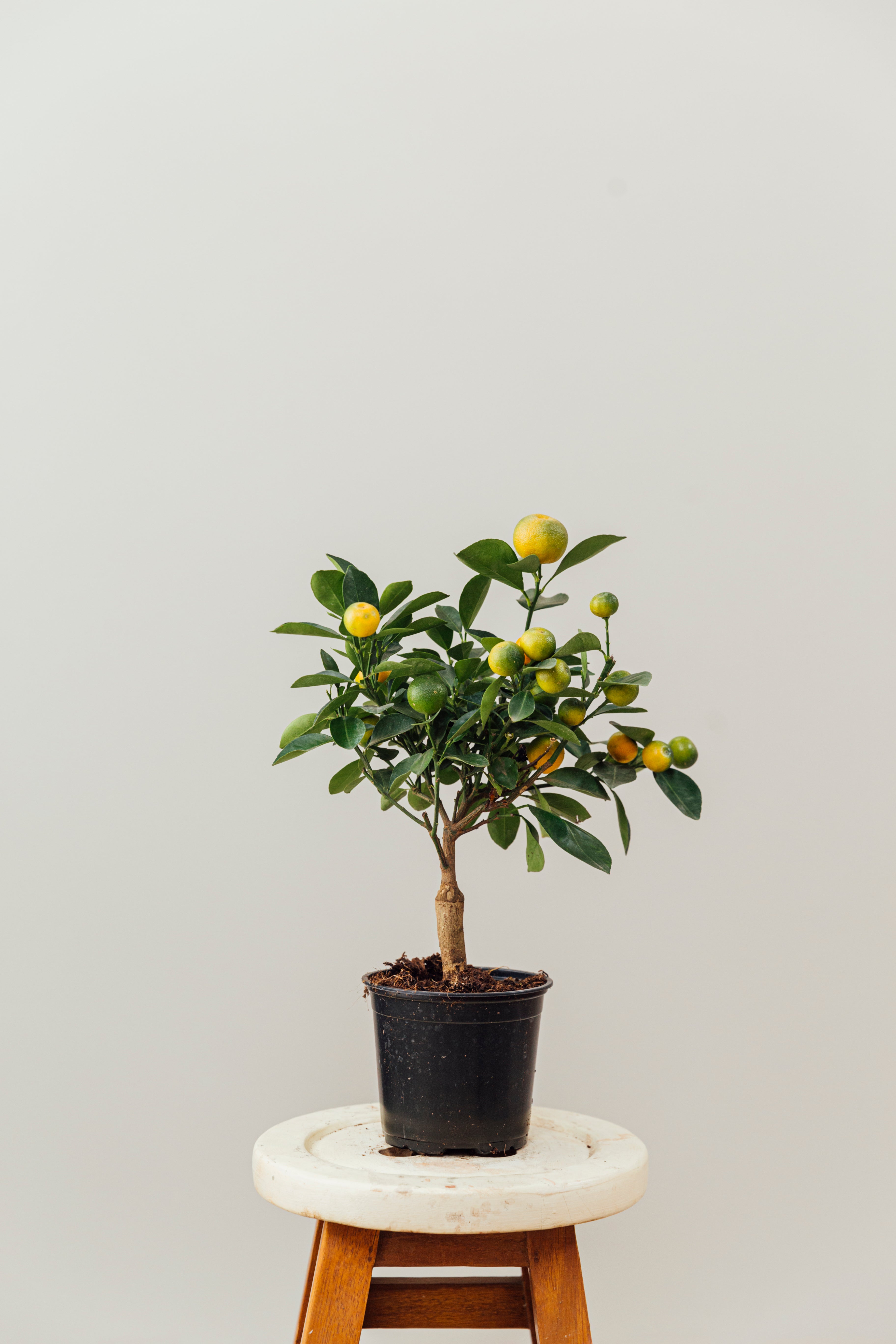 Calamondin (Süs Mandalinası)