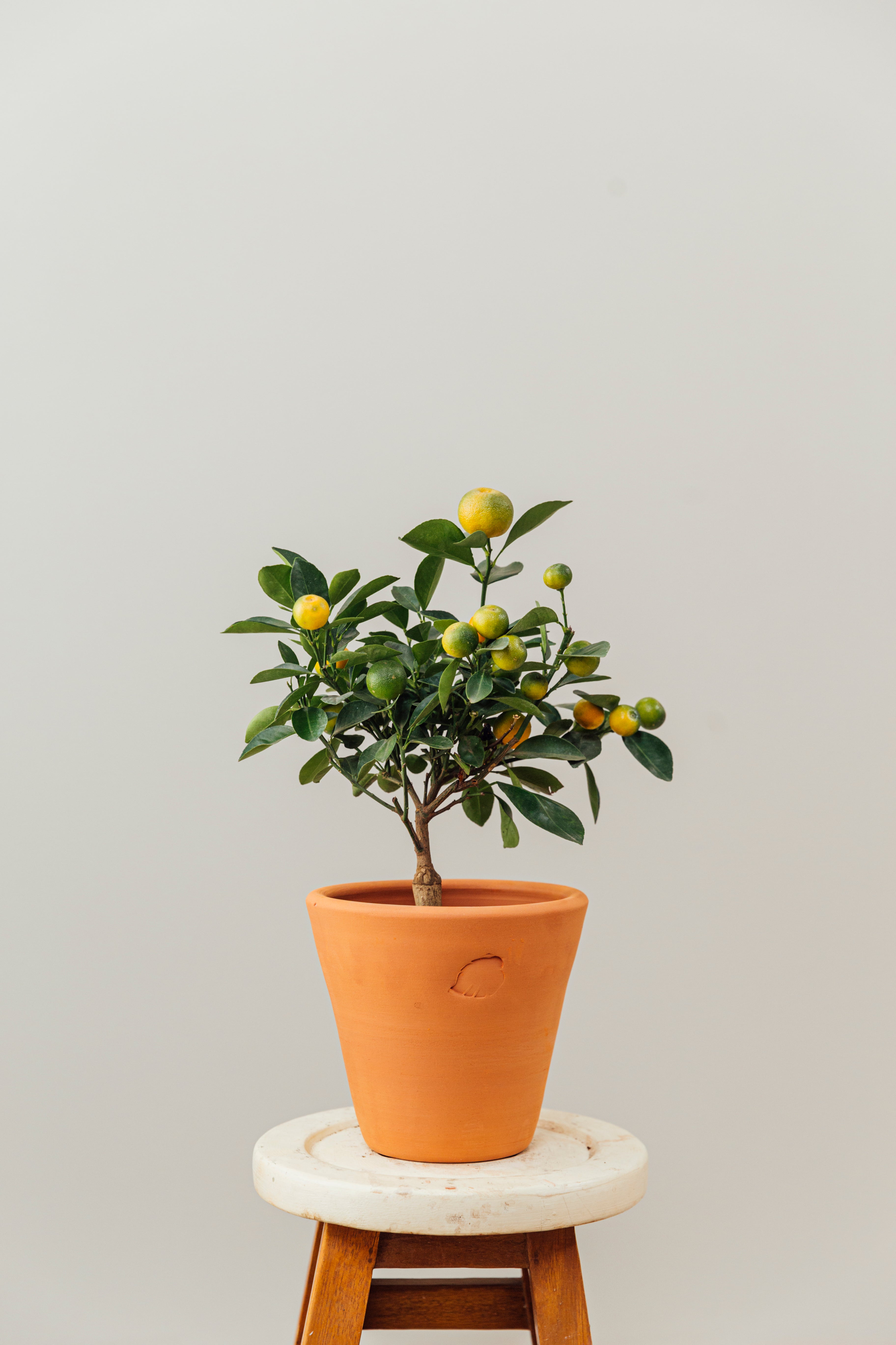 Calamondin