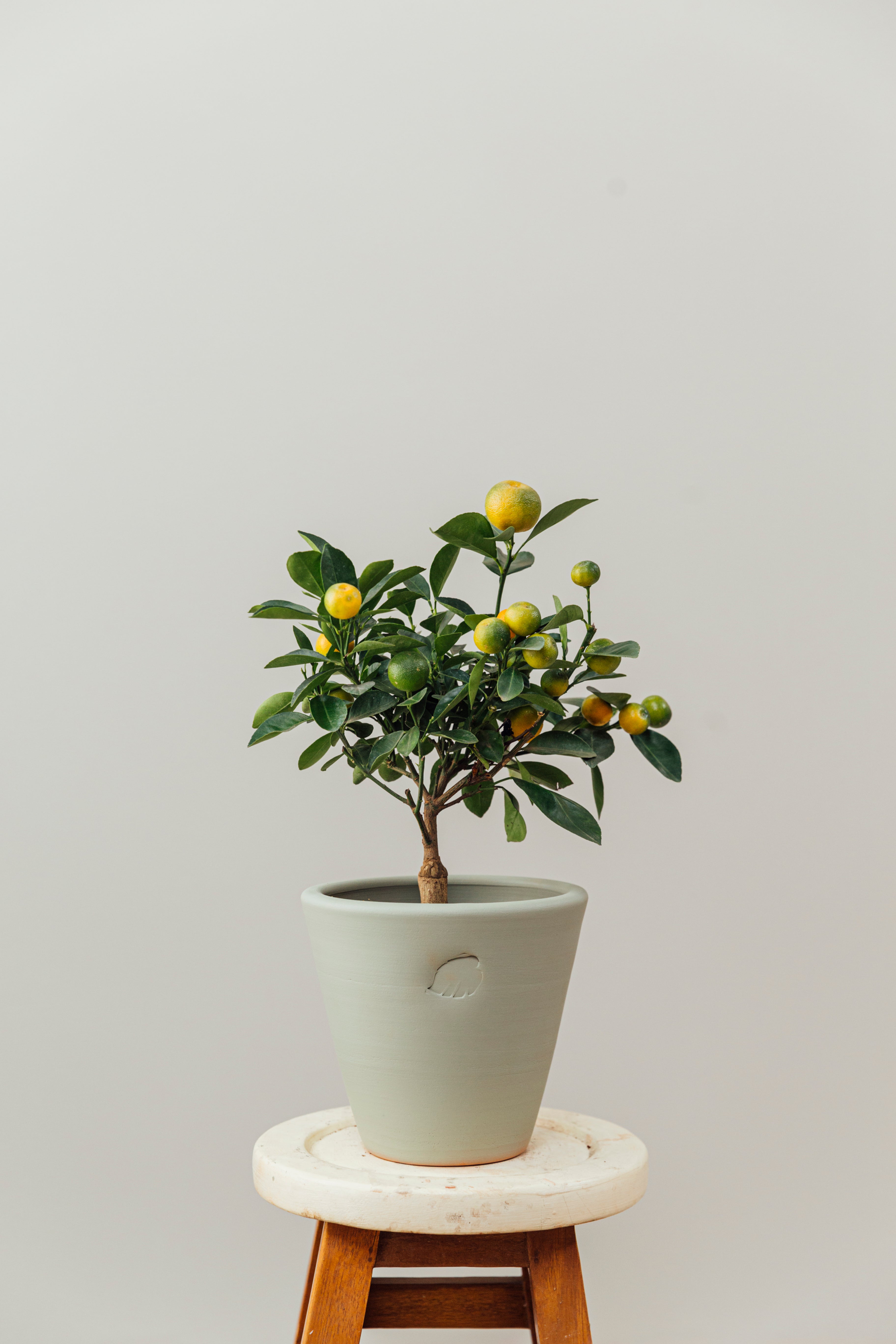 Calamondin Mint Çömlek Saksılı