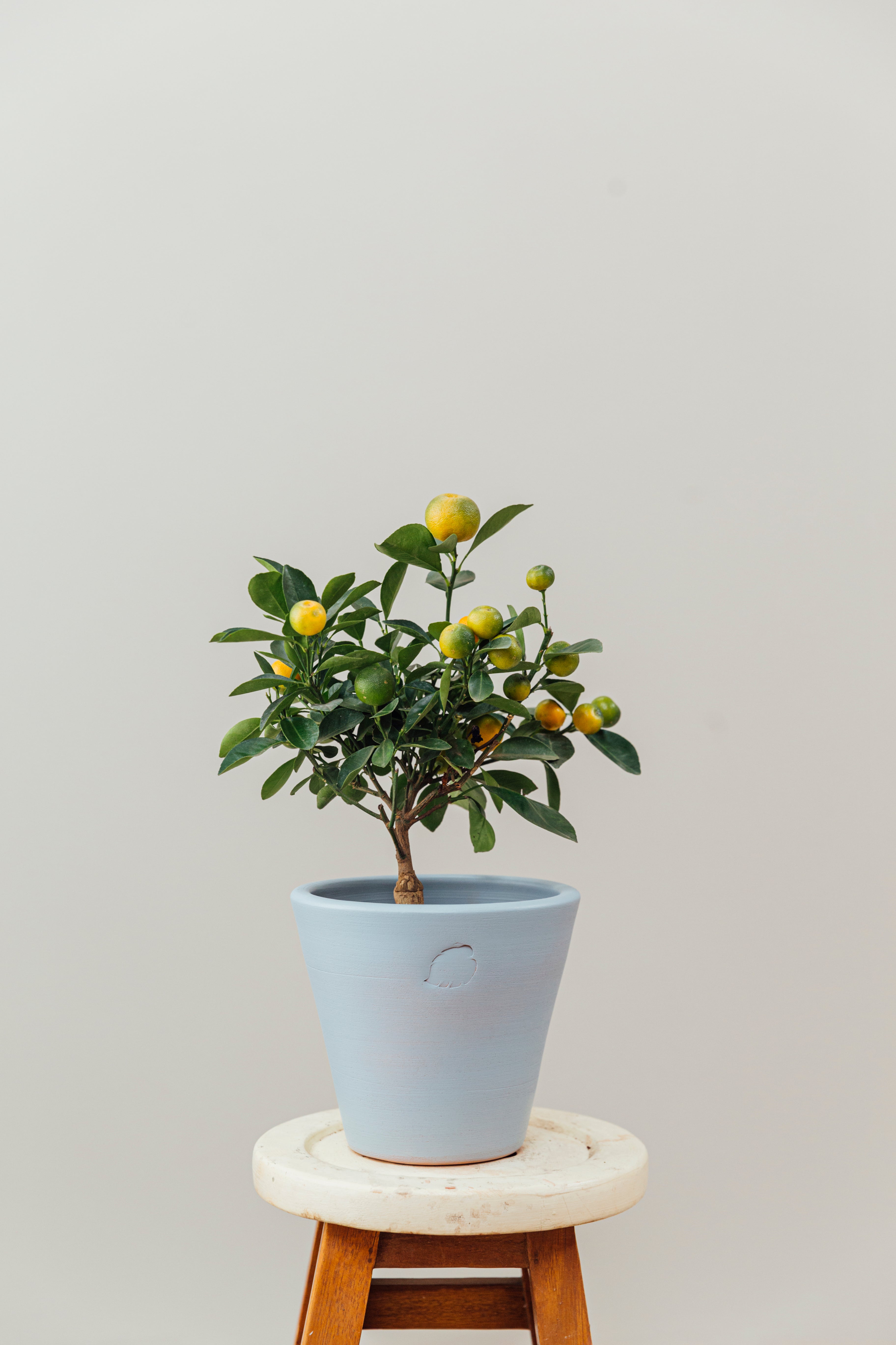Calamondin Sky Çömlek Saksılı