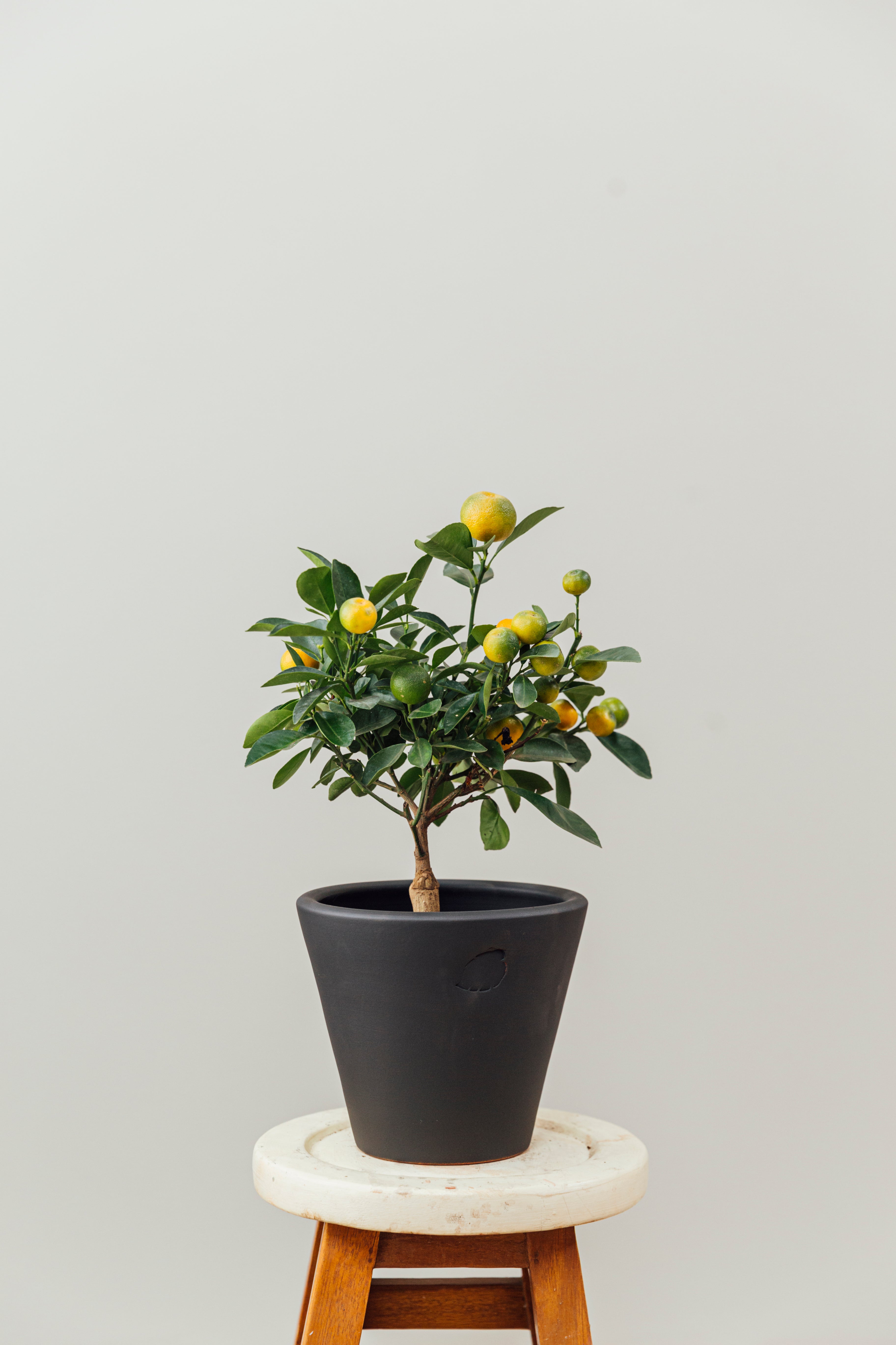 Calamondin Coal Çömlek Saksılı