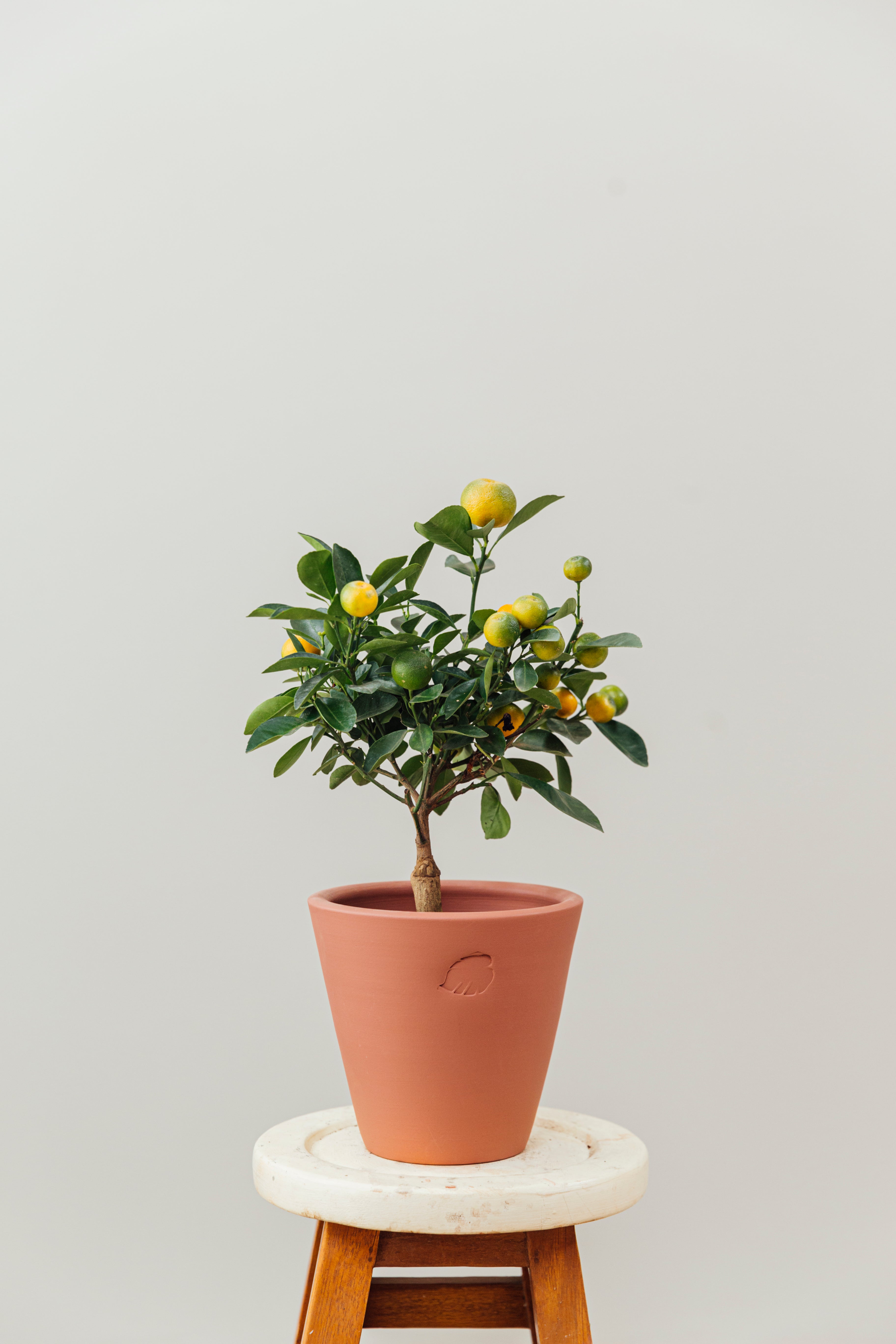 Calamondin Sunset Çömlek Saksılı