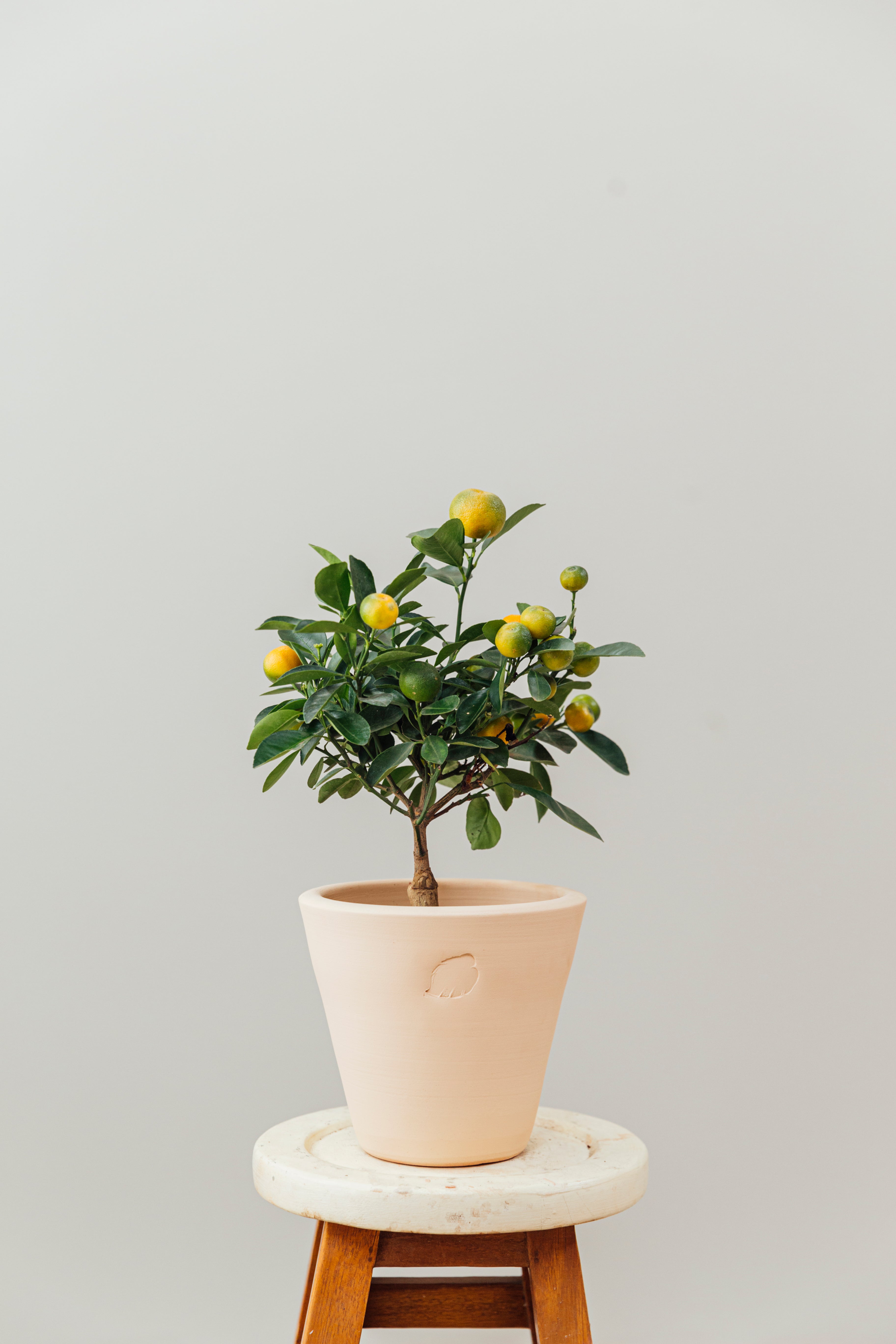 Calamondin Sahara Çömlek Saksılı