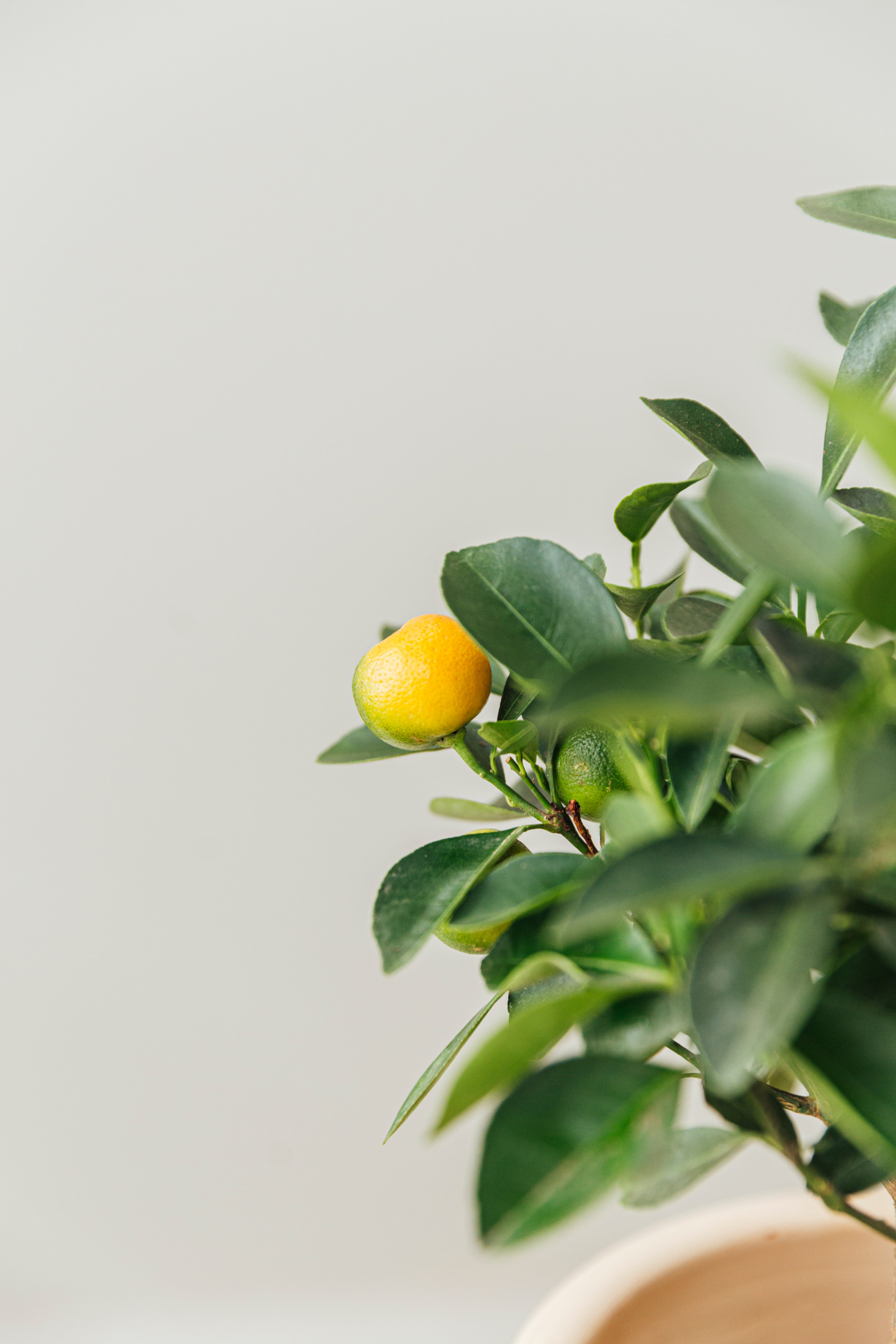 Calamondin (Süs Mandalinası)