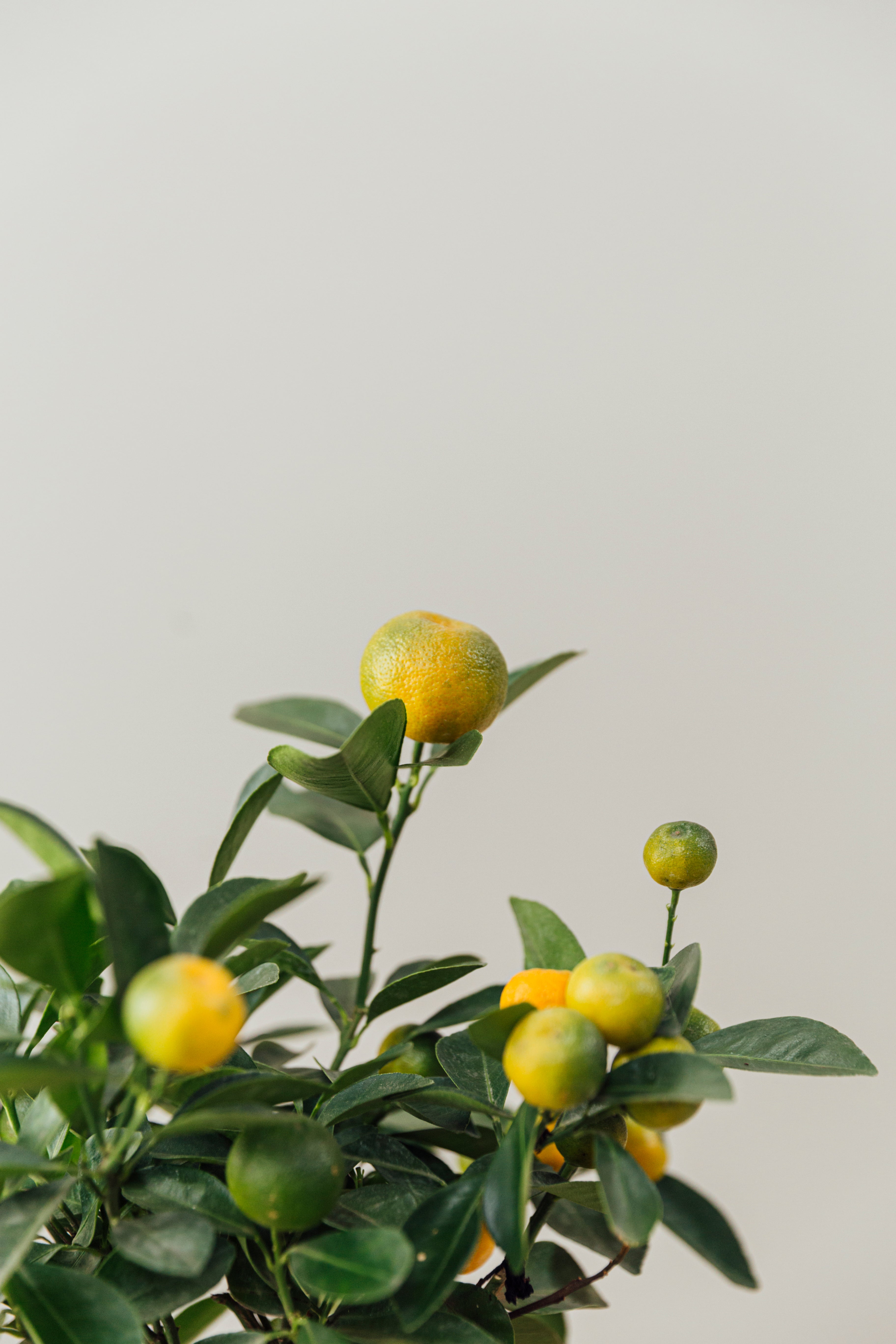 Calamondin (Süs Mandalinası)