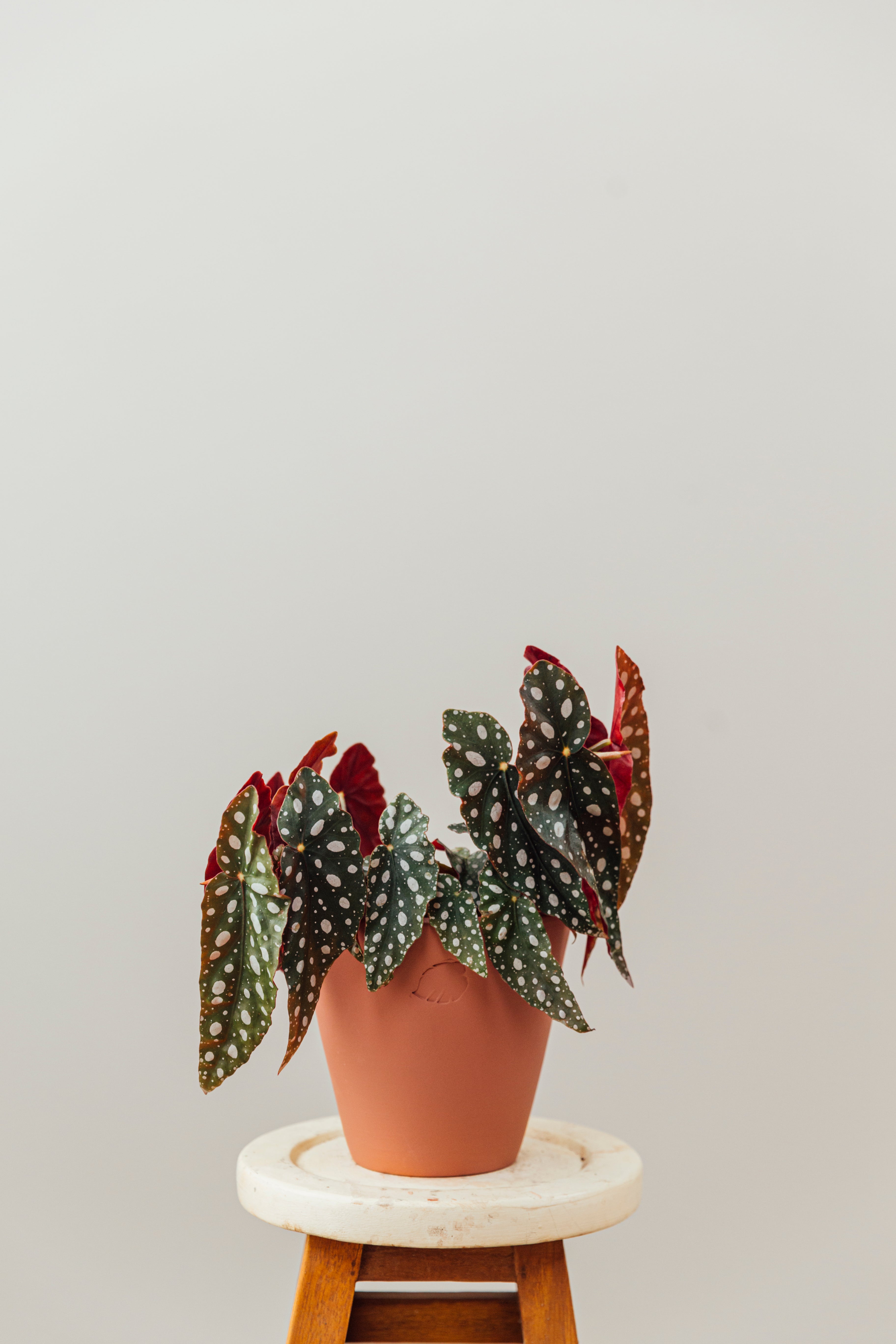 Samantha Jr Sunset Çömlek Saksılı