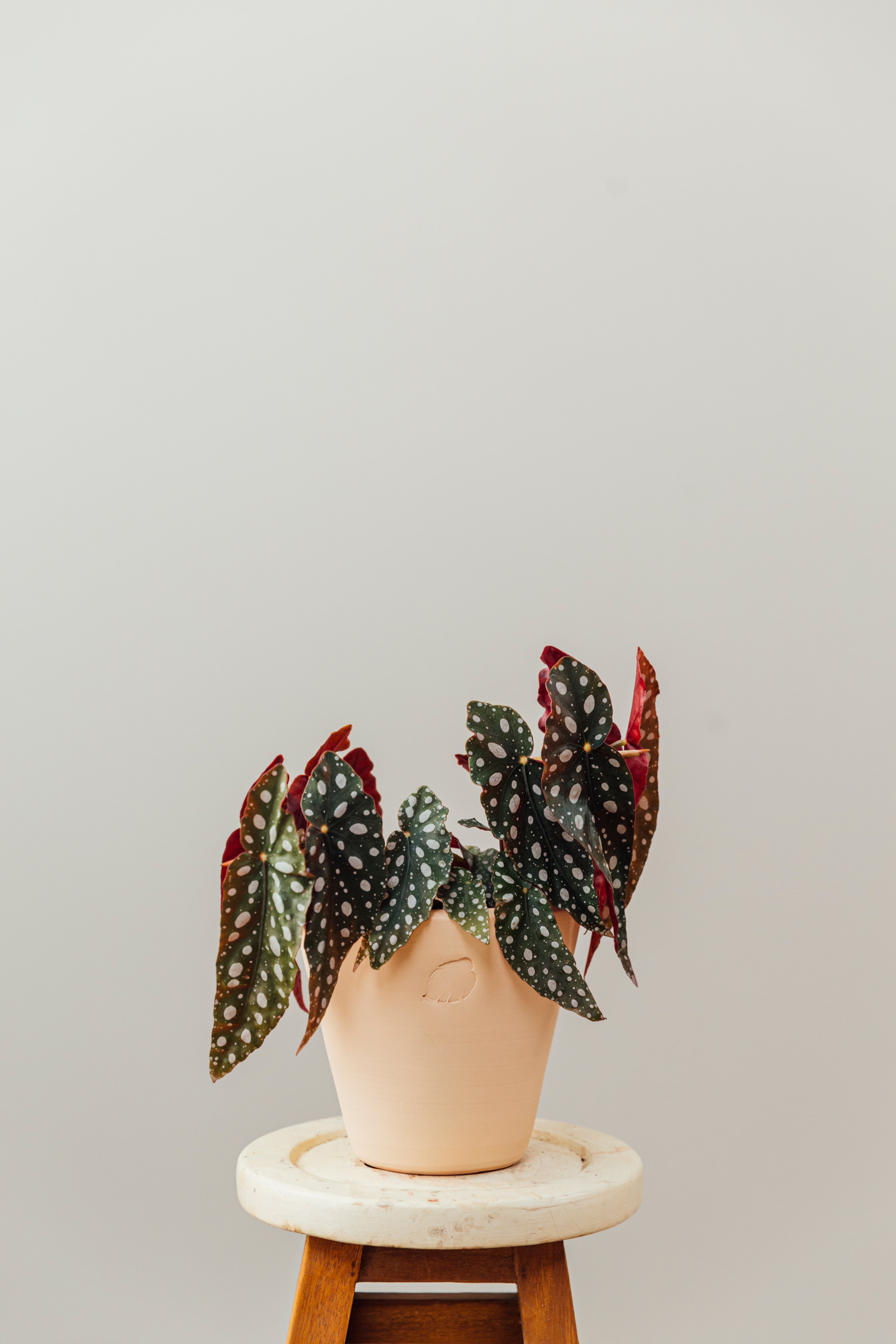 Samantha Jr Sahara Çömlek Saksılı