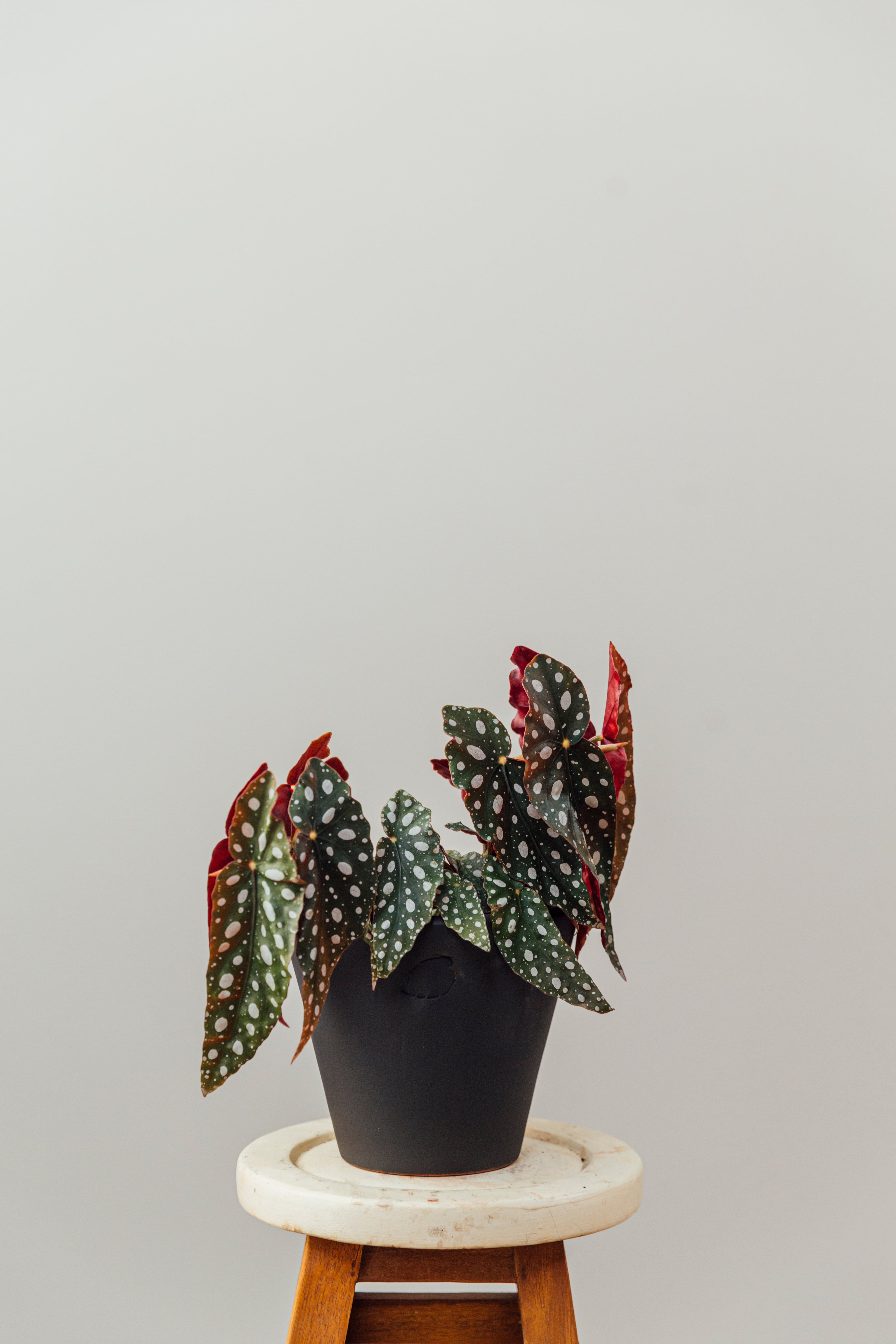 Samantha Jr Coal Çömlek Saksılı